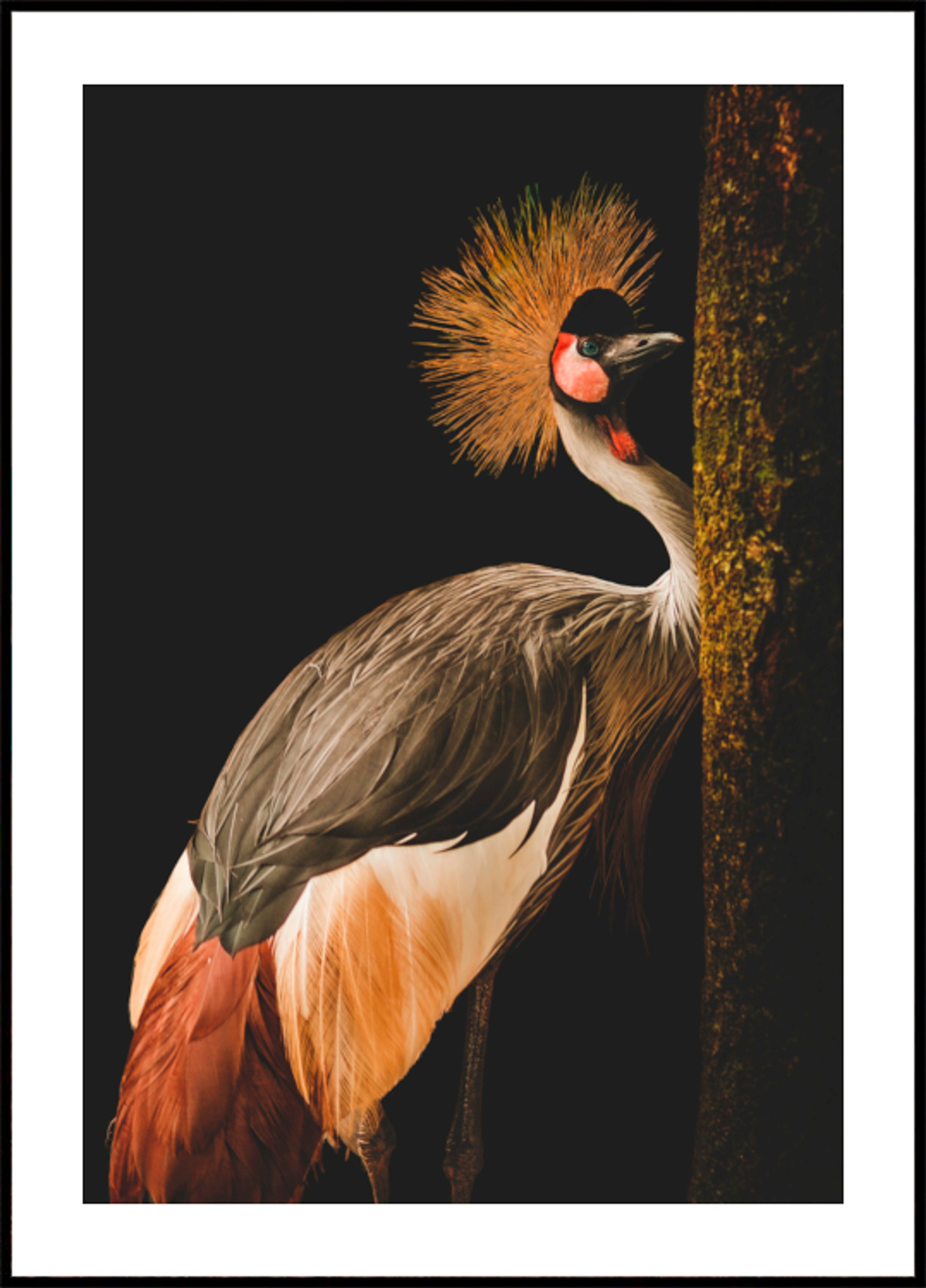 Gru coronata regale