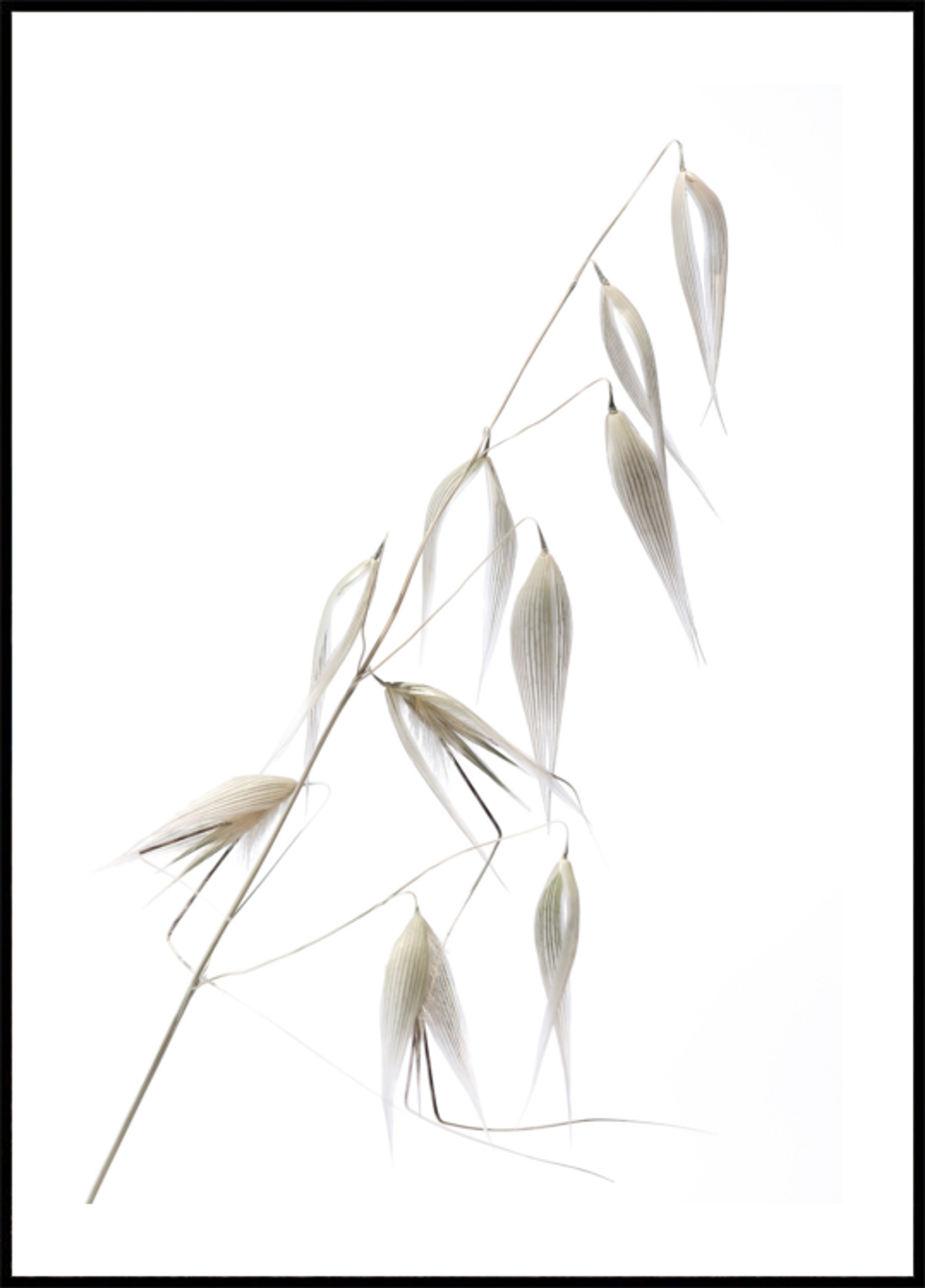 Chicchi d'avena delicati