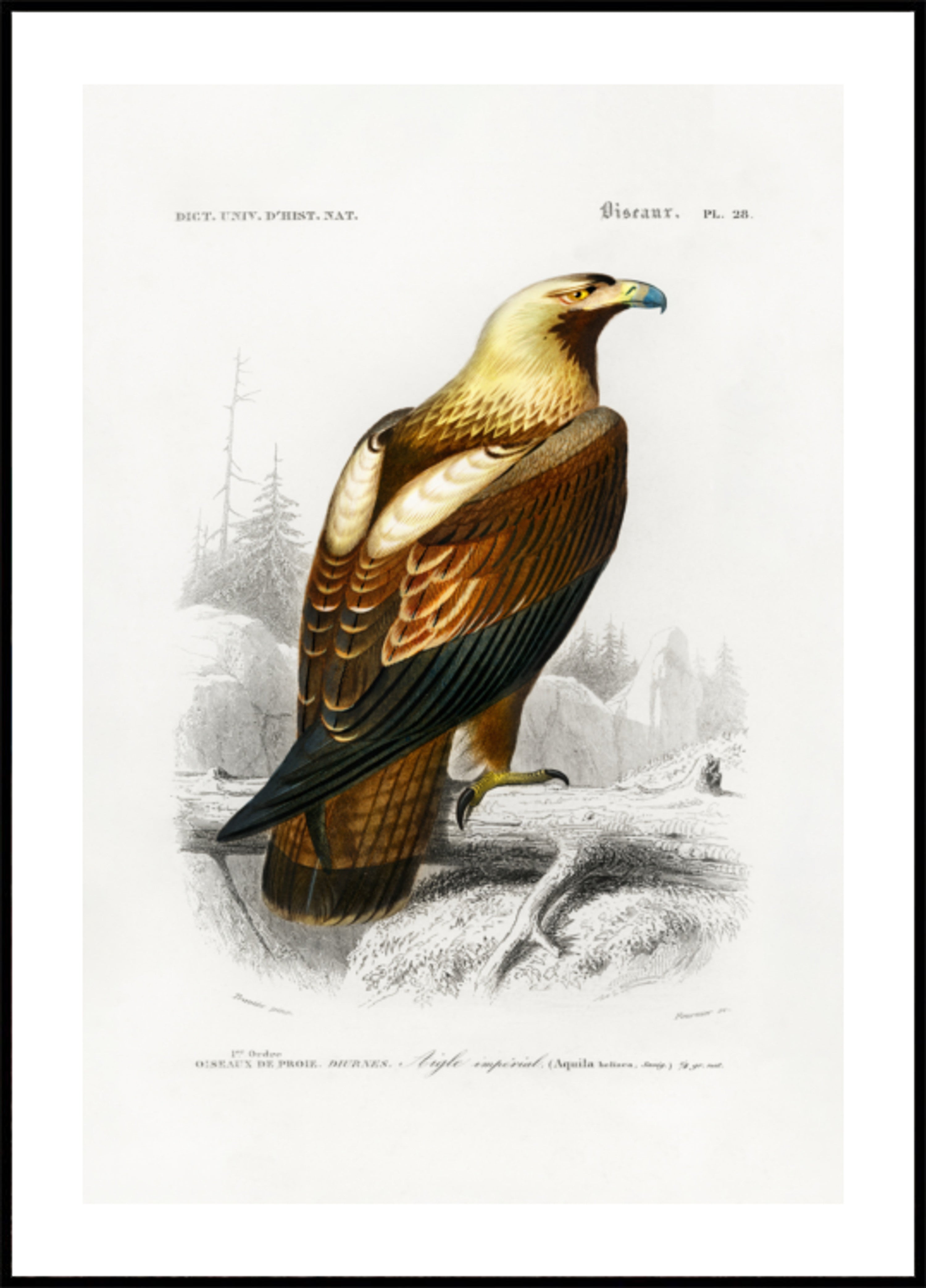 Aquila imperiale orientale