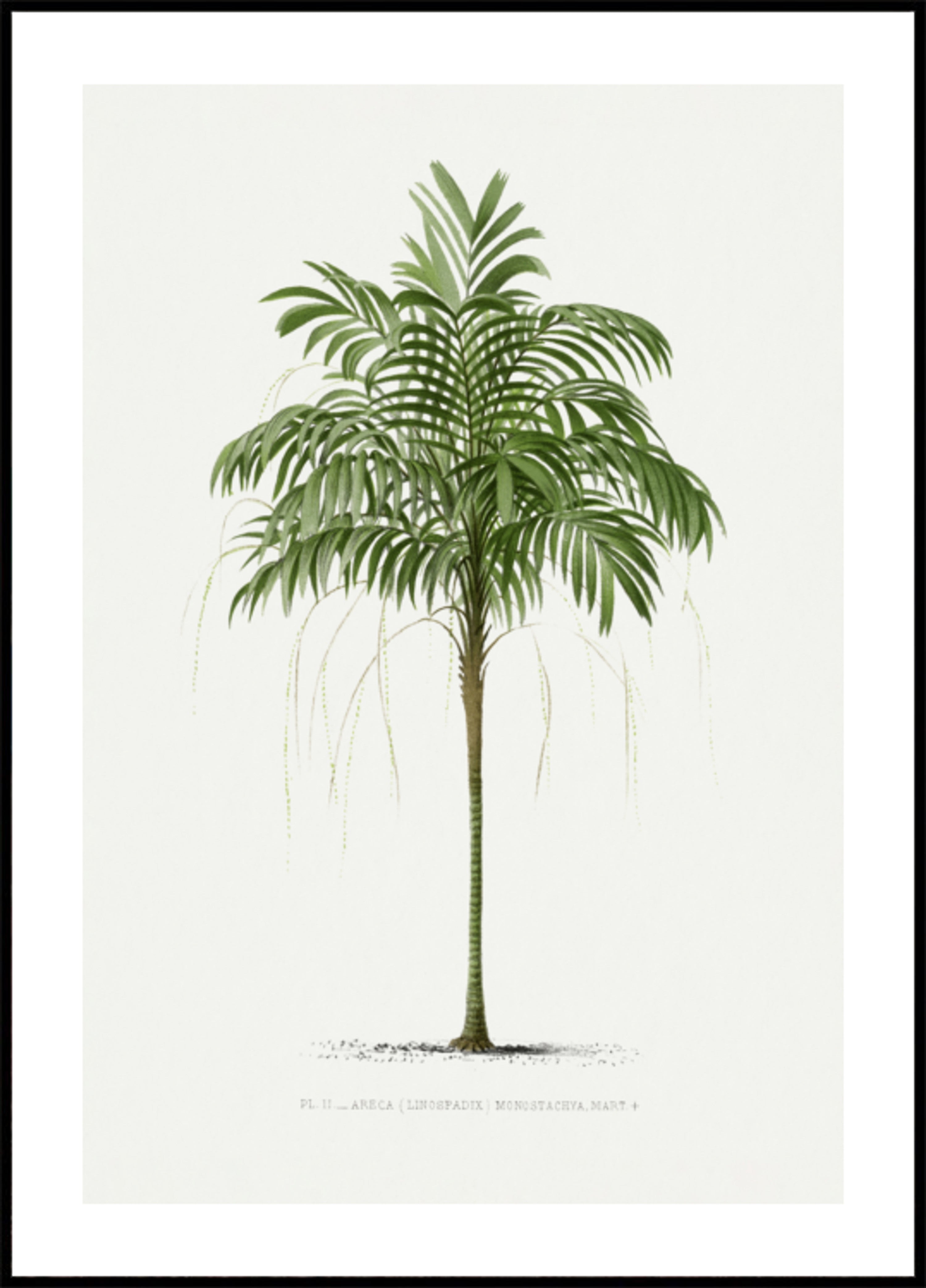 II Areca Monostachia