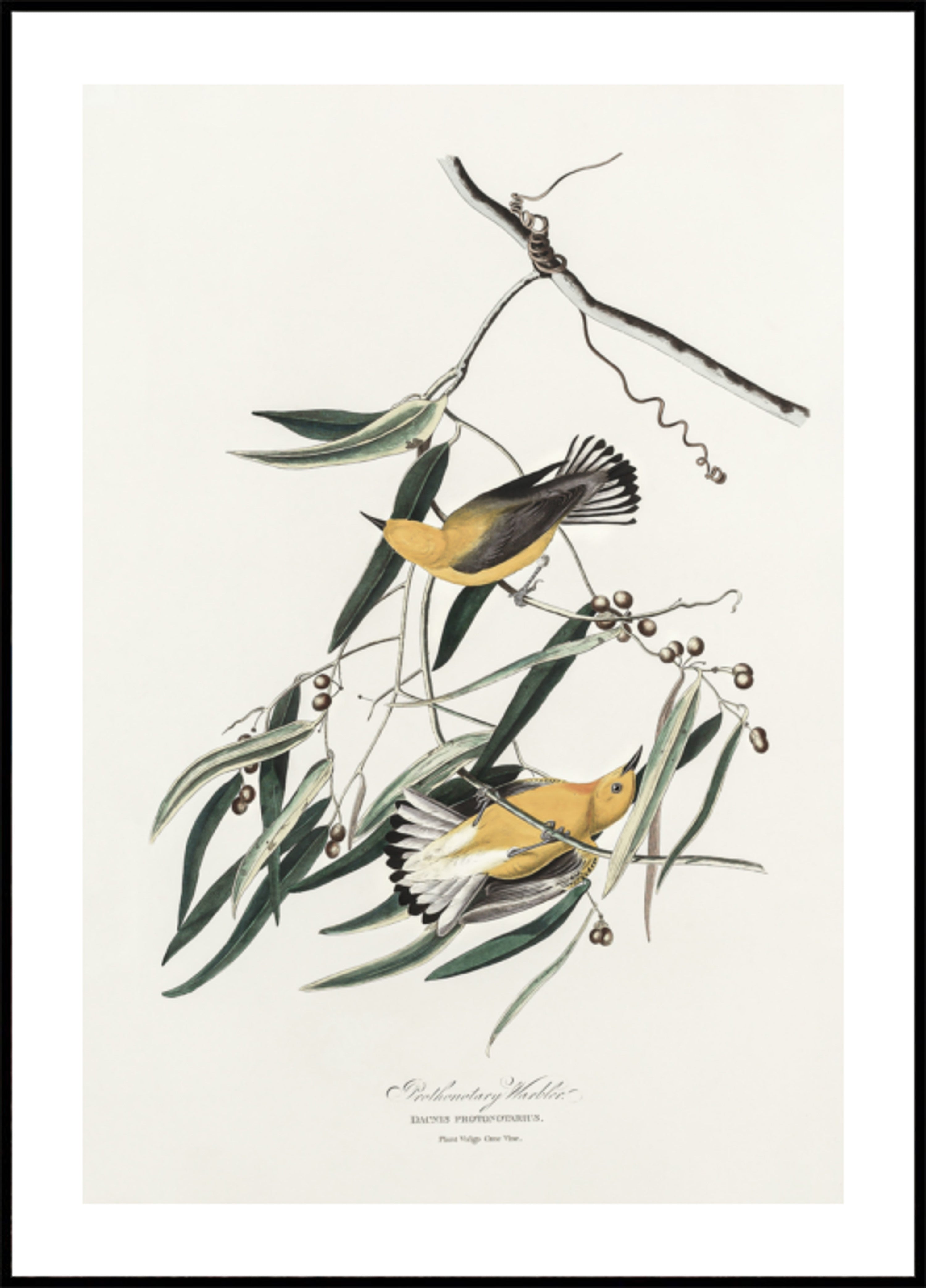 Warbler protonotario da Birds of America (1827)