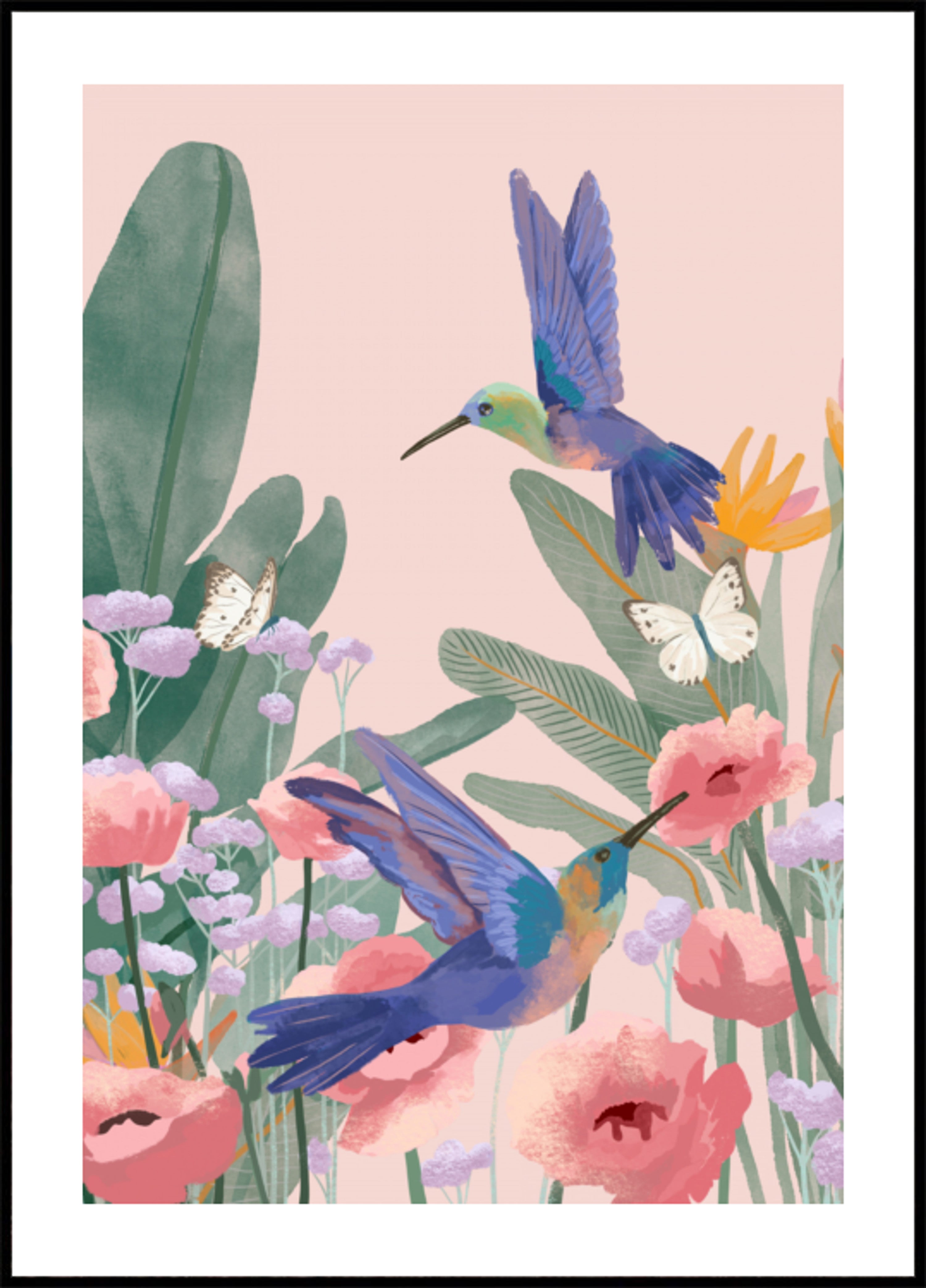 Colibrì