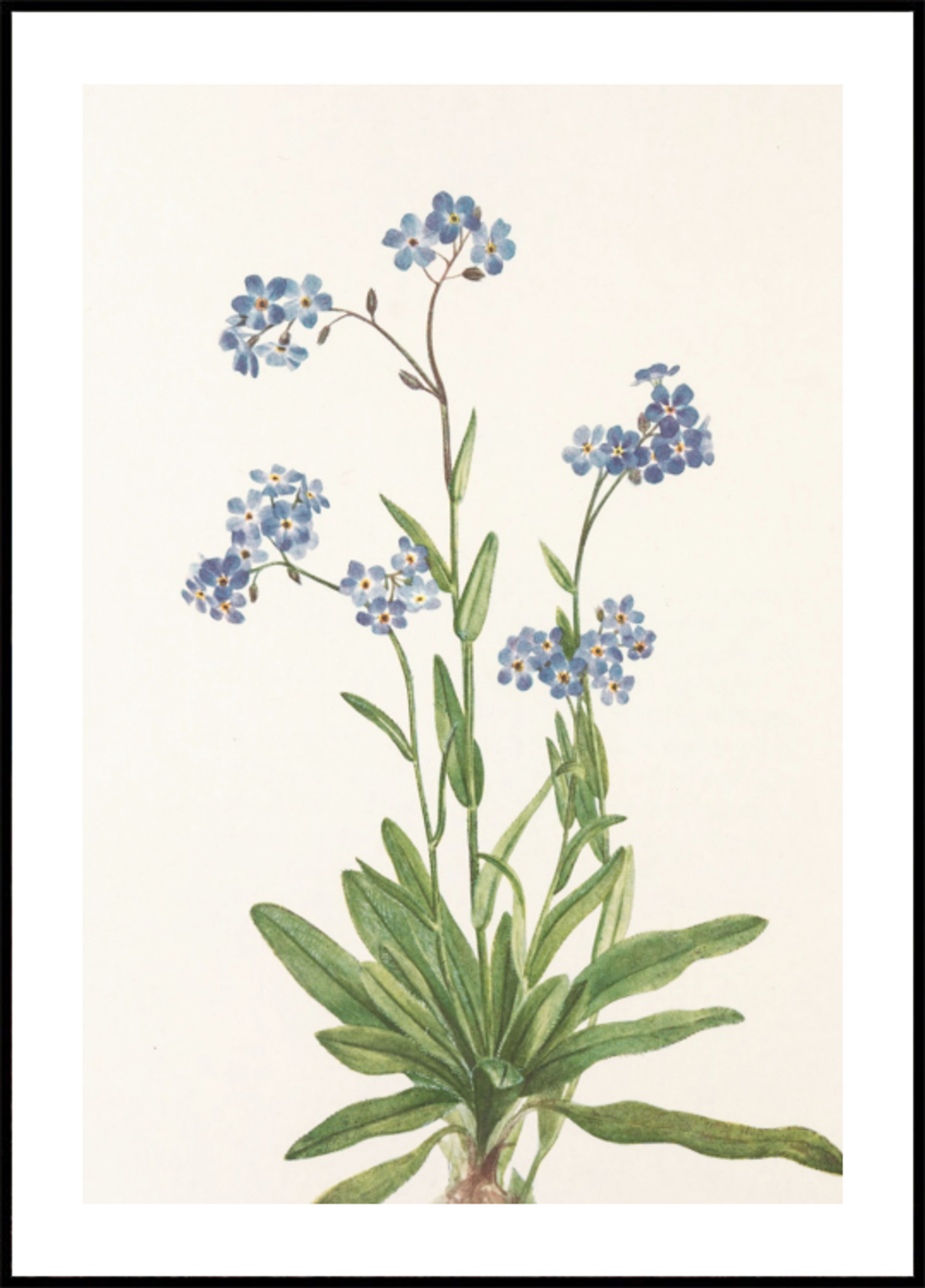 Alpine Non ti scordar di me dai fiori di campo nordamericani (1925) di Mary Vaux Walcott