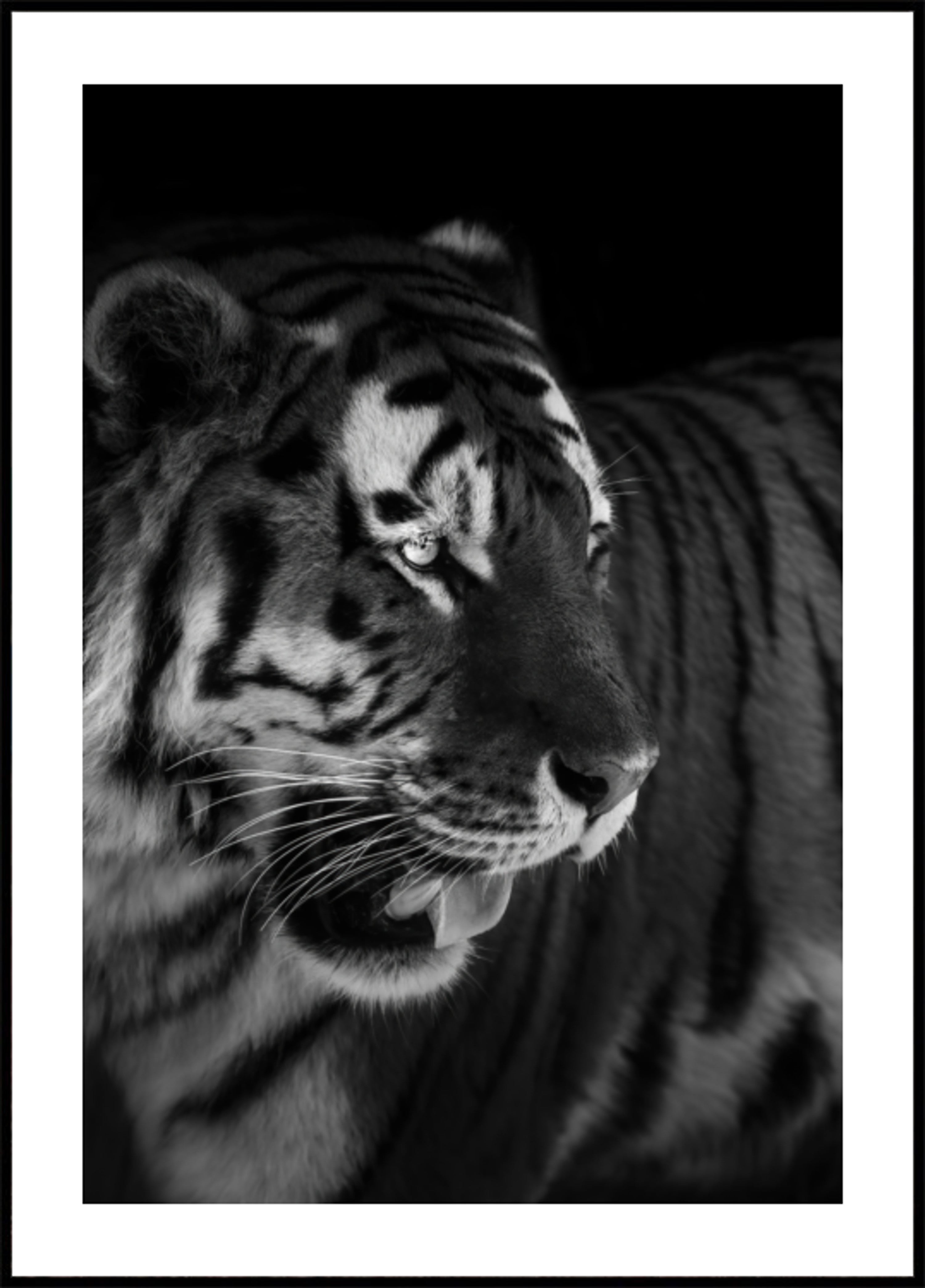 Ritratto di tigre feroce