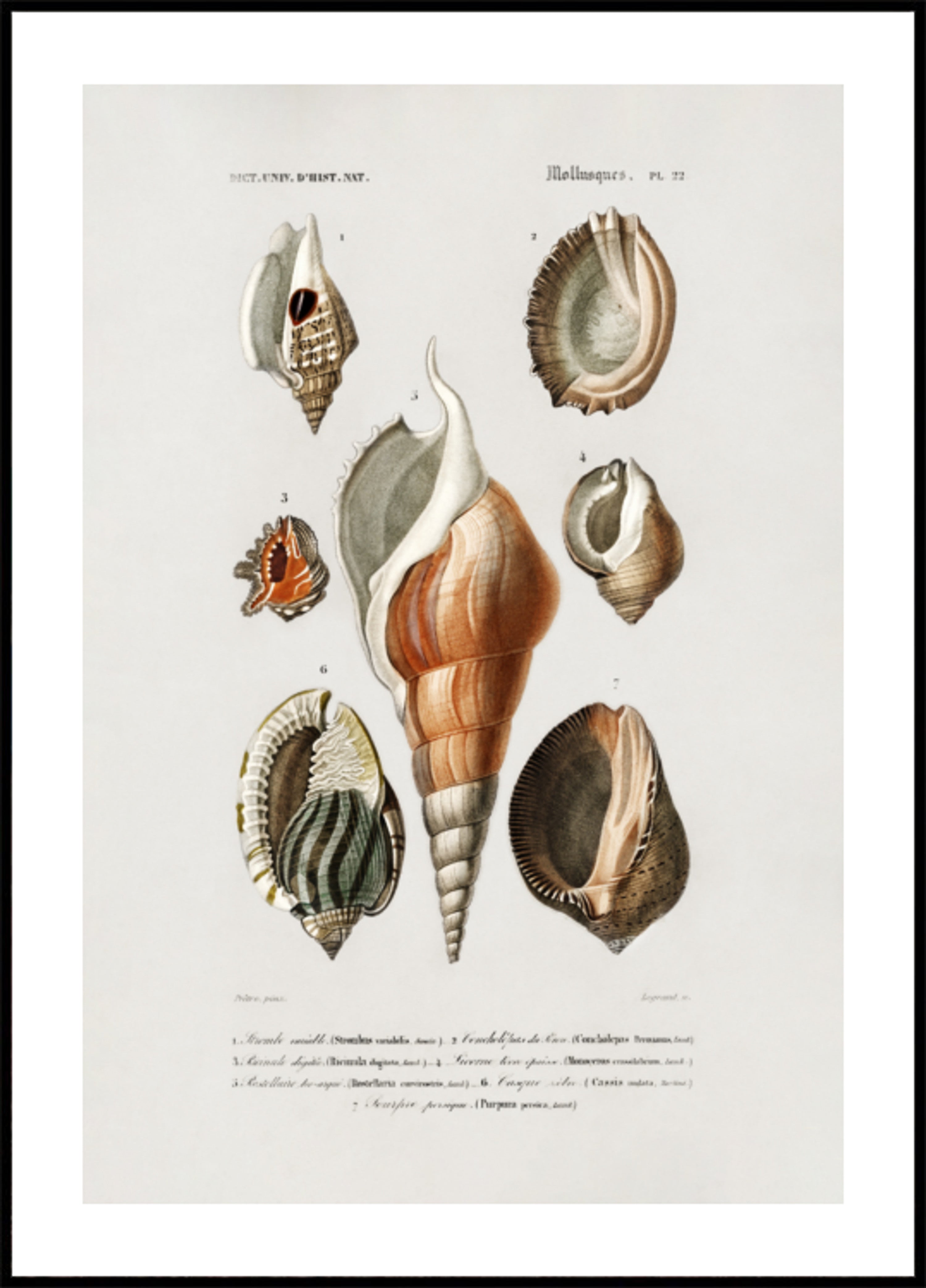 Diversi tipi di molluschi