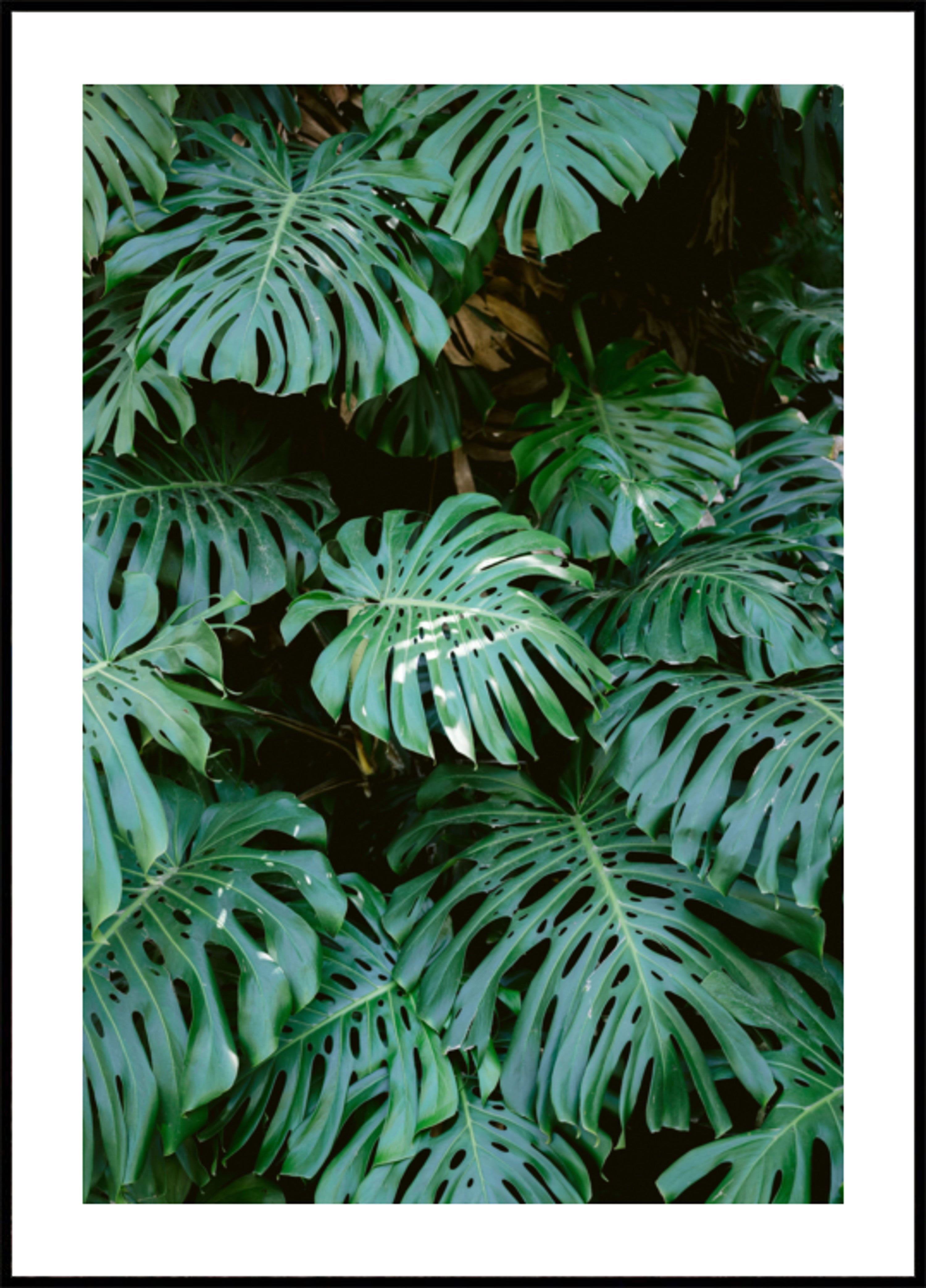 Muro di Monstera a Lisbona