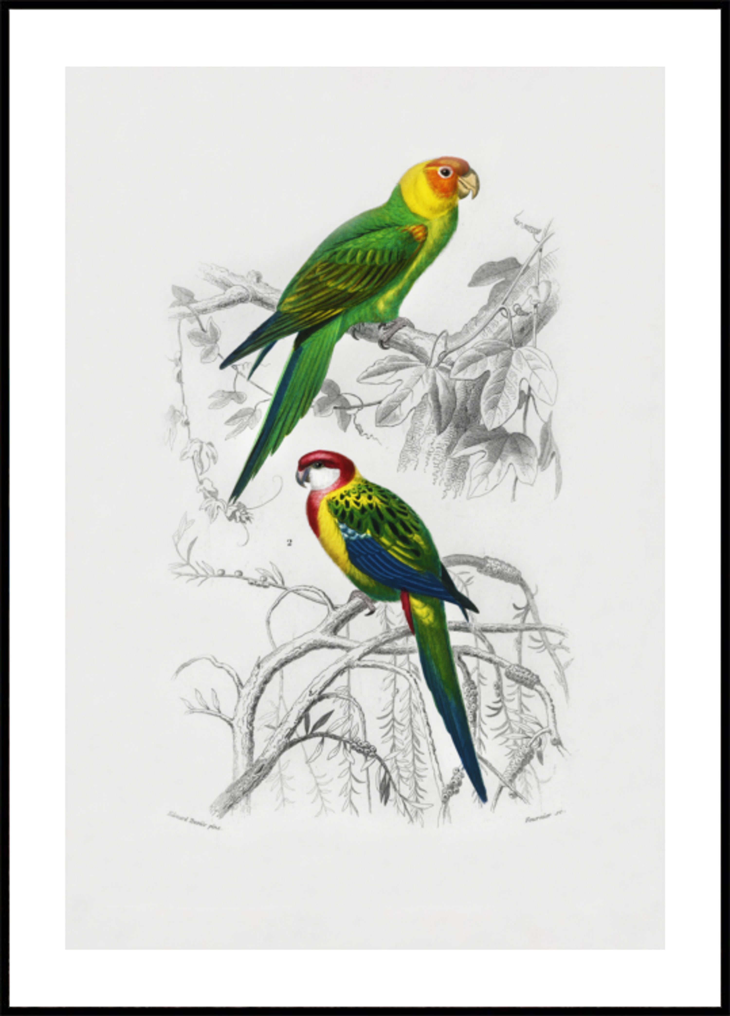Uccelli