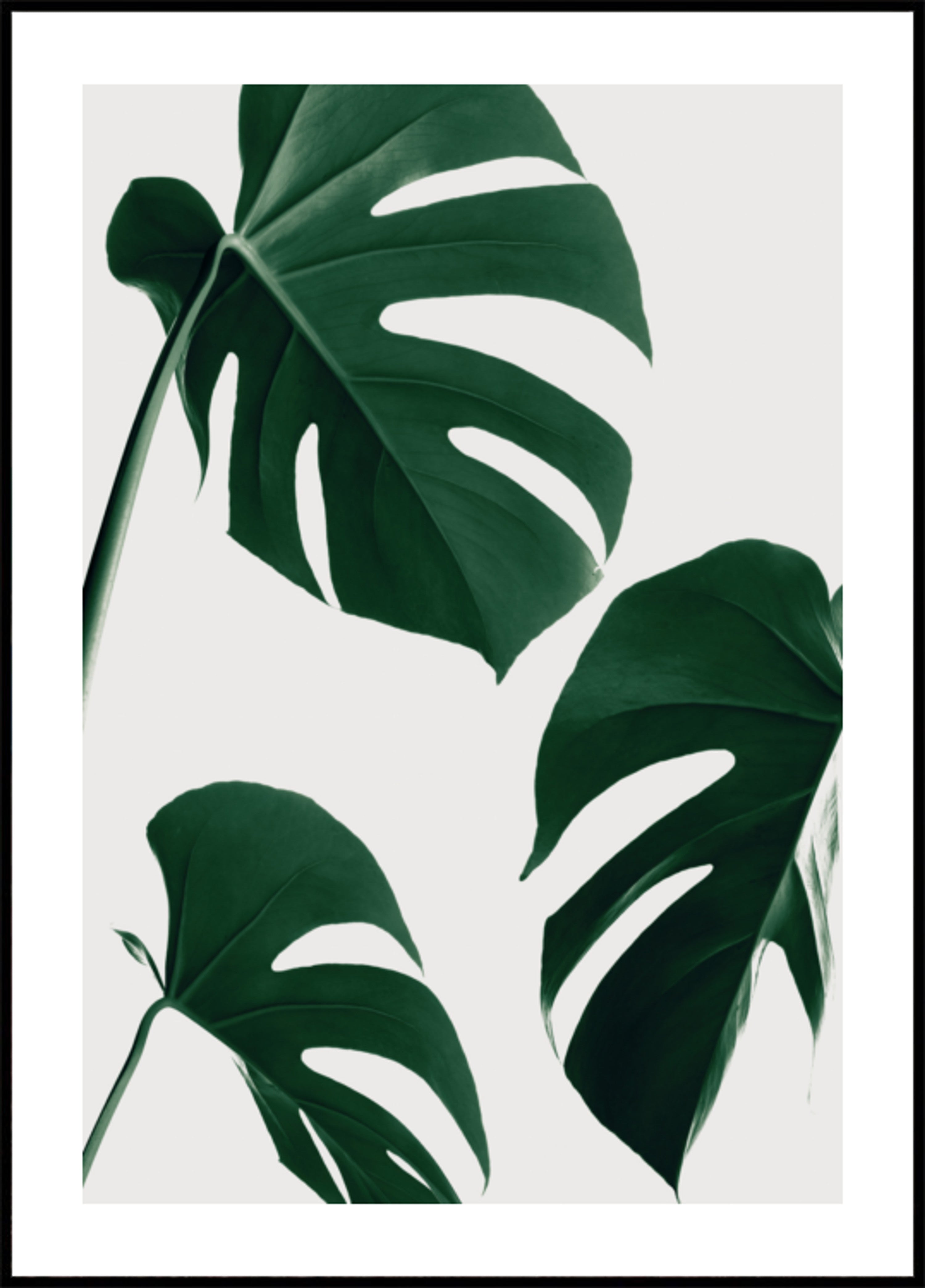 Foglie verdi fresche di Monstera