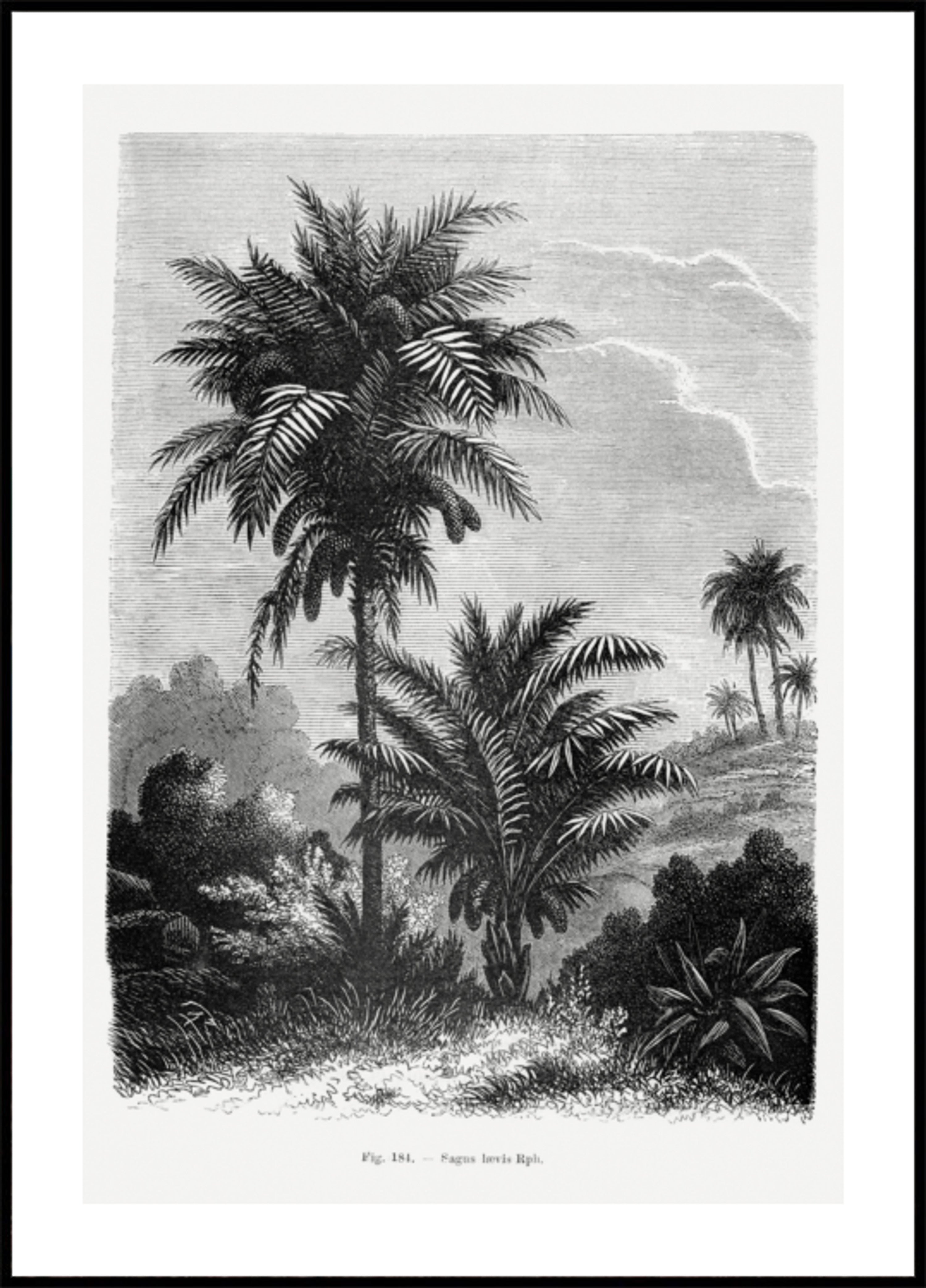 Disegno di una palma vintage V
