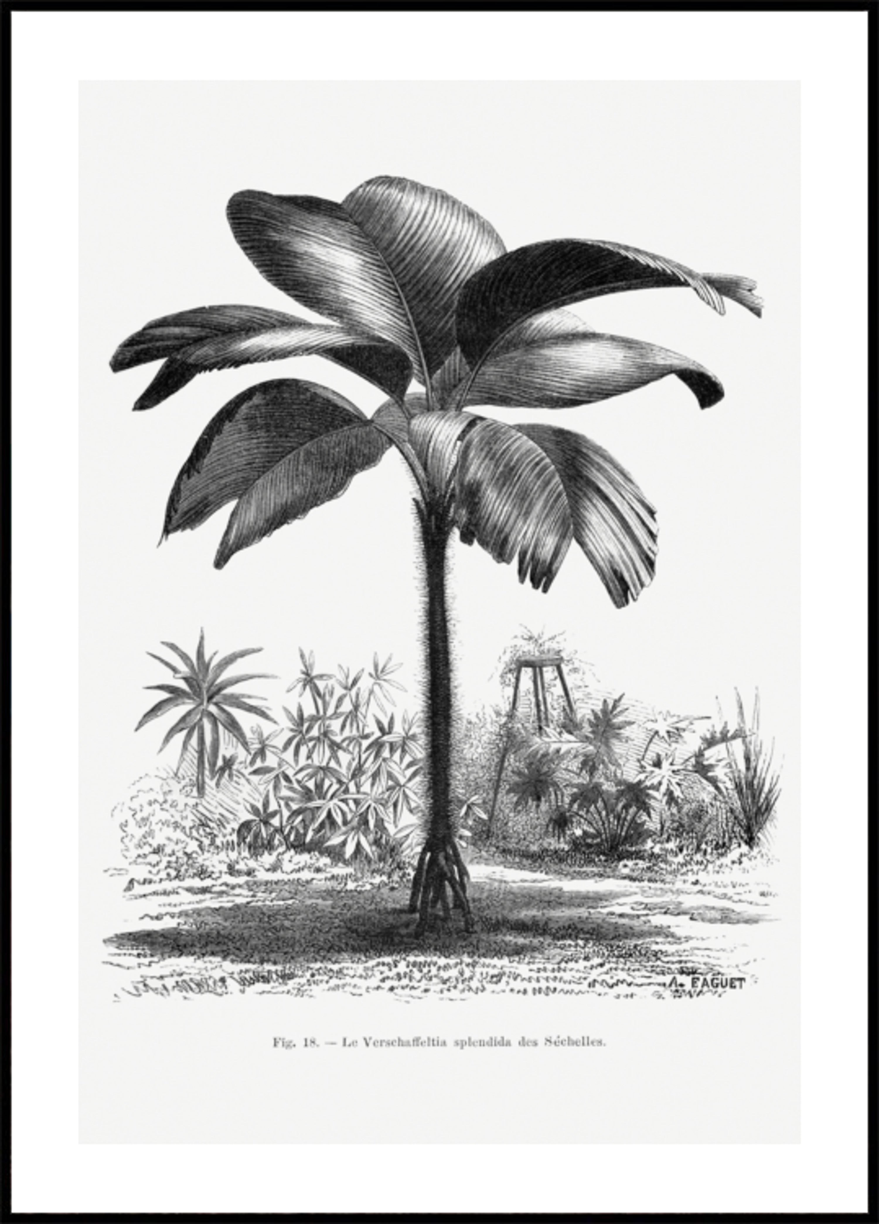 Disegno di palma vintage III