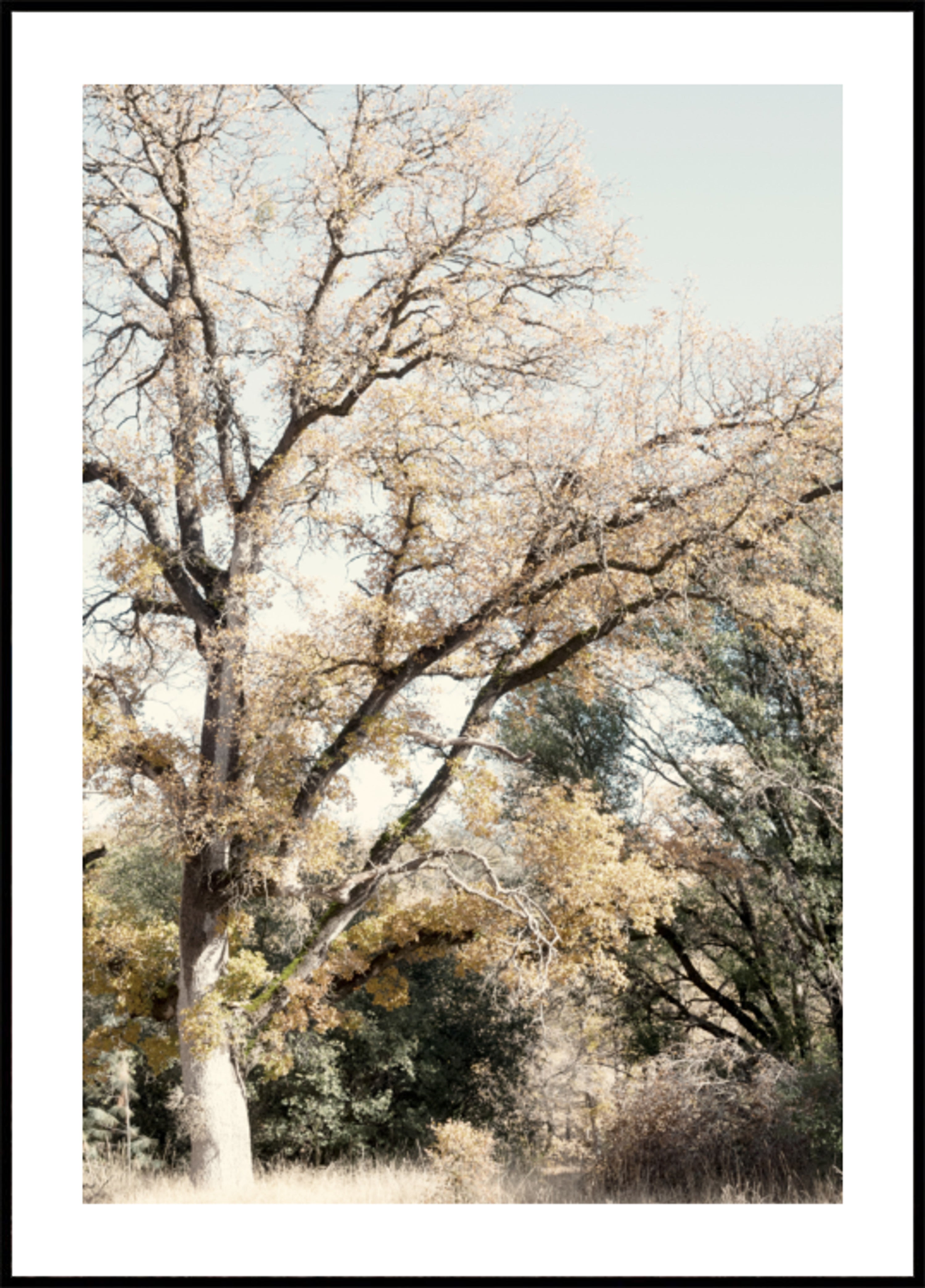 Bosco d'autunno dorato