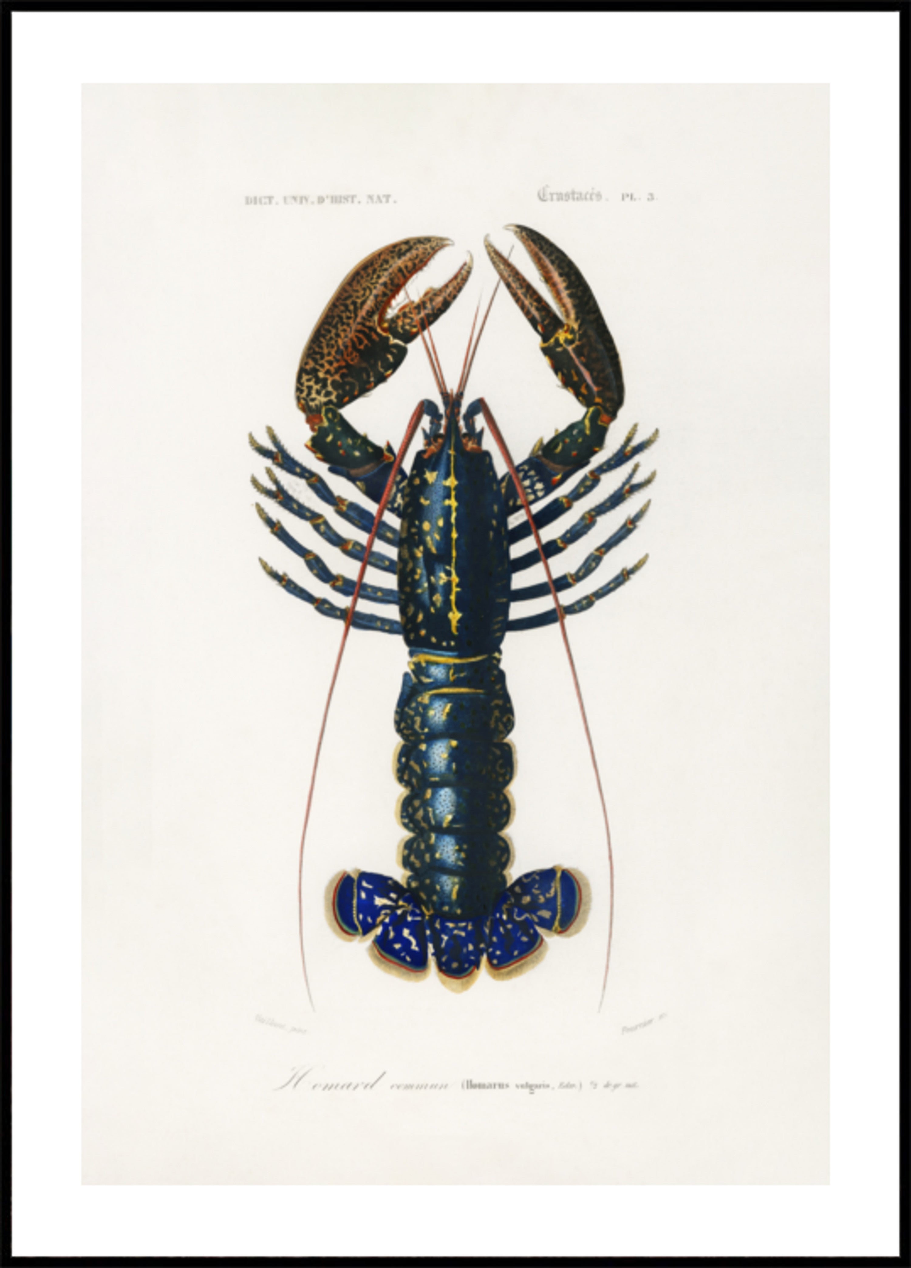 Aragosta cremisi