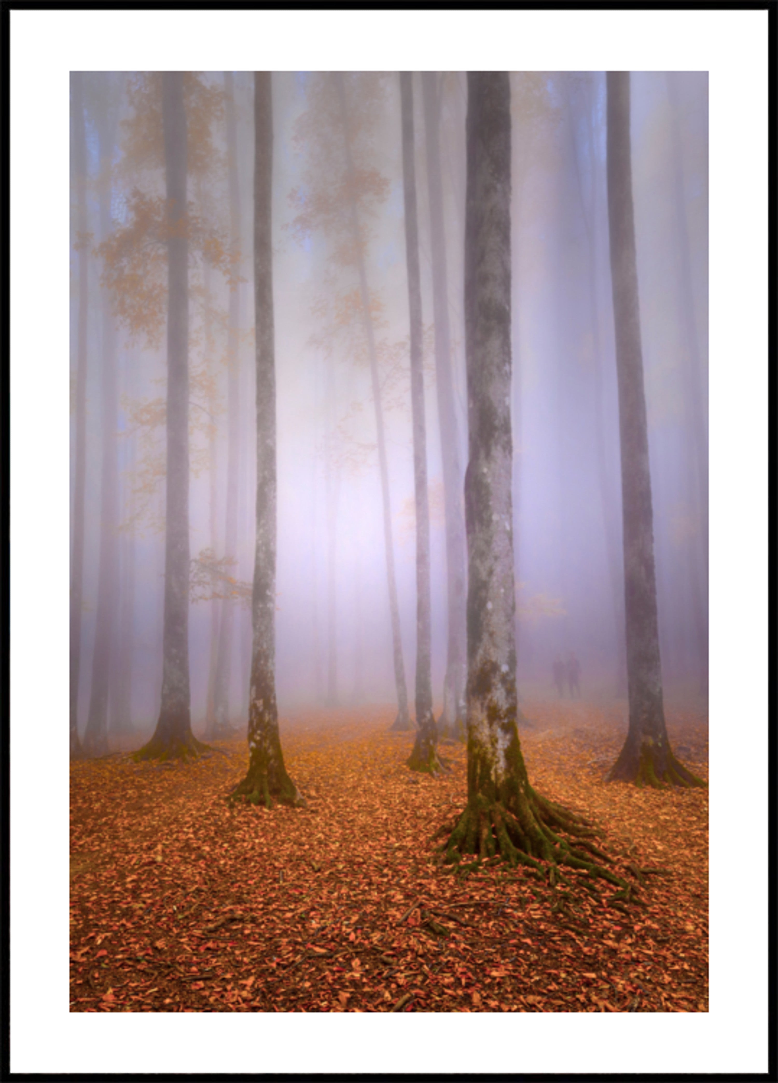 Foresta nebbiosa d'autunno