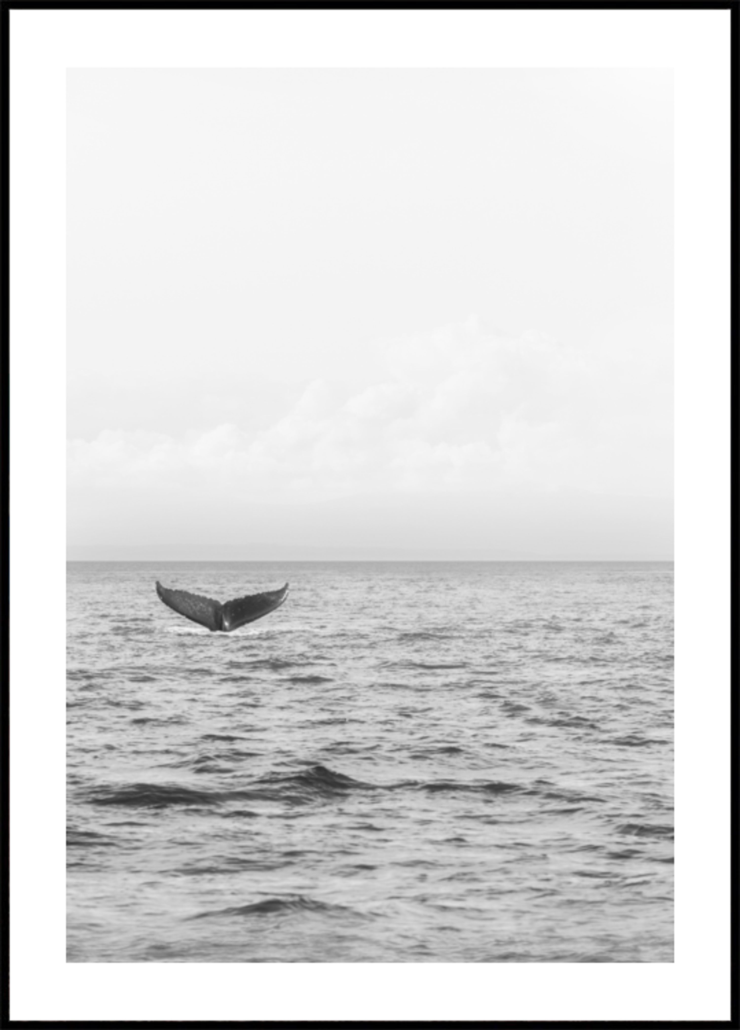 Coda di balena oceanica