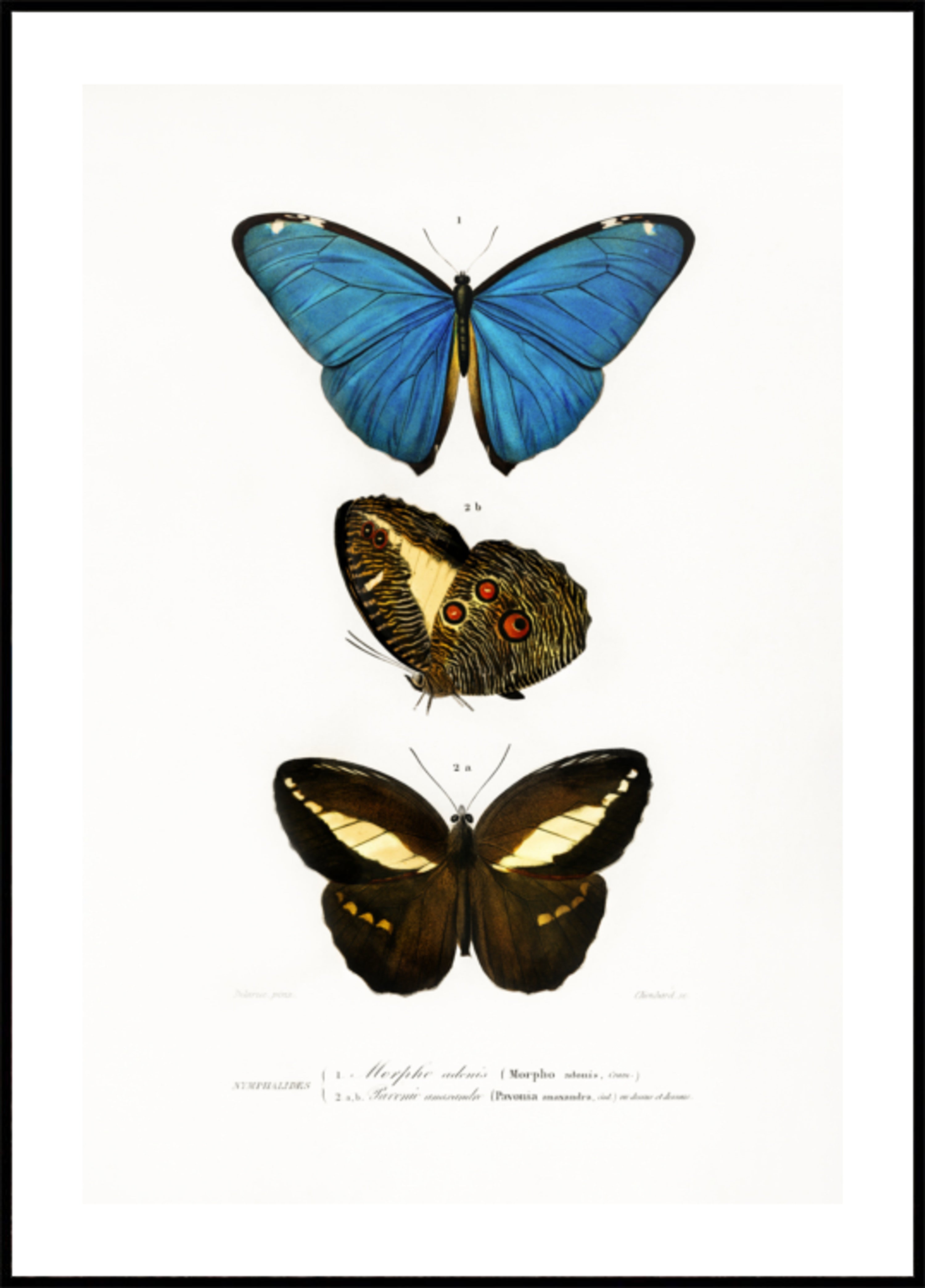 Diversi tipi di farfalle II