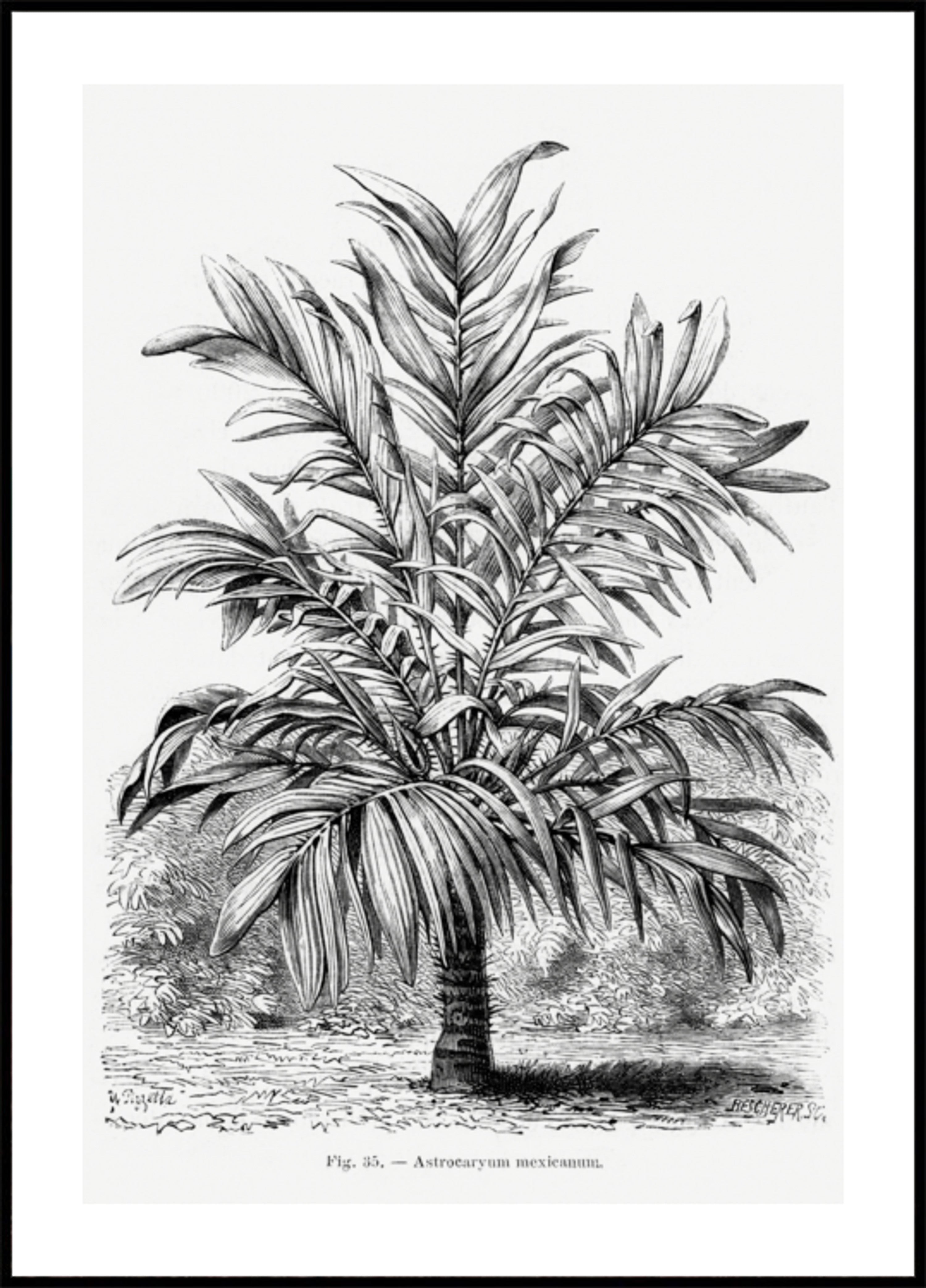 Disegno Ix della palma vintage