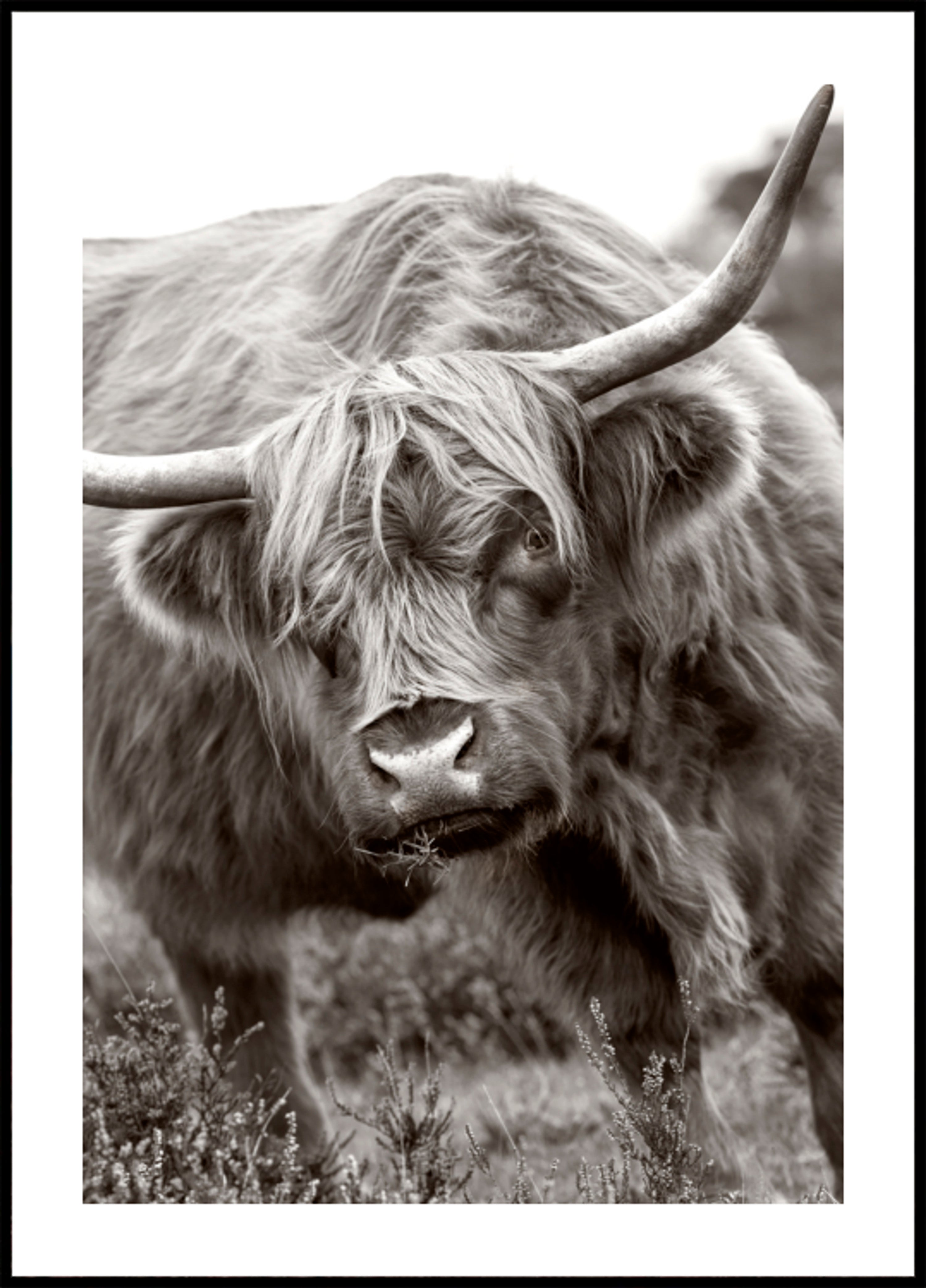 Mucca maestosa dell'altopiano