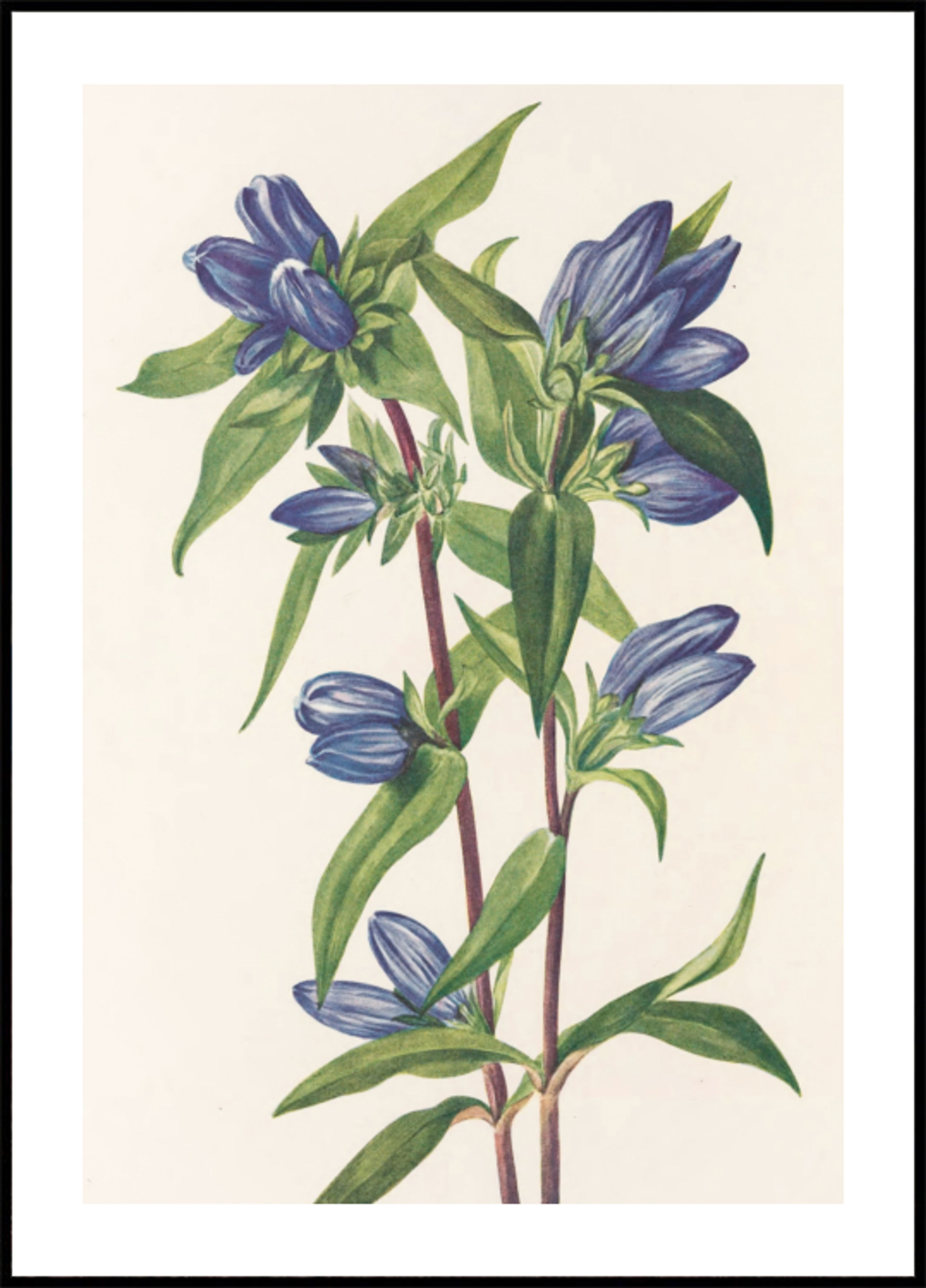 Bottiglia di genziana dai fiori di campo nordamericani (1925) di Mary Vaux Walcott