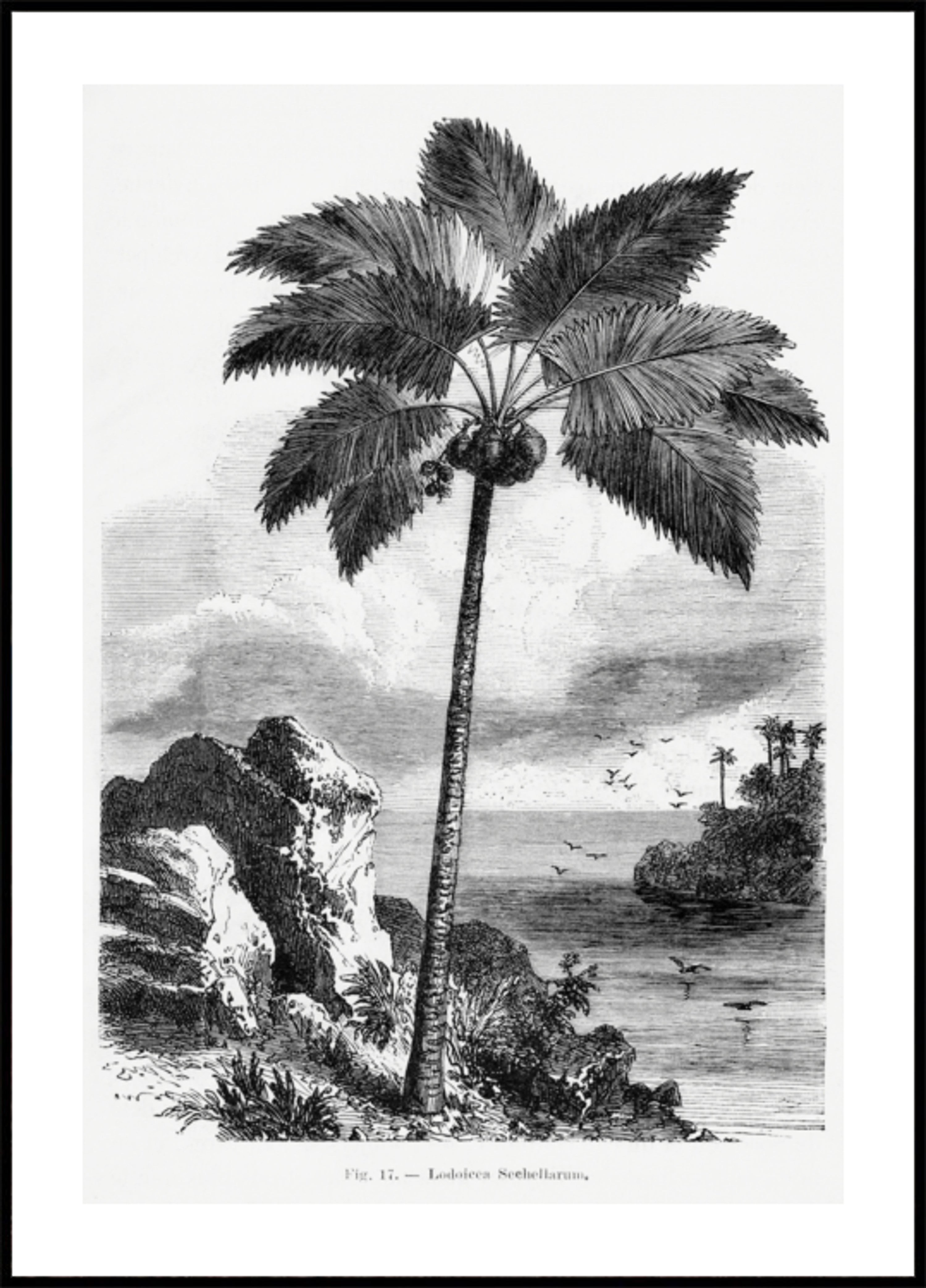 Disegno di una palma vintage I