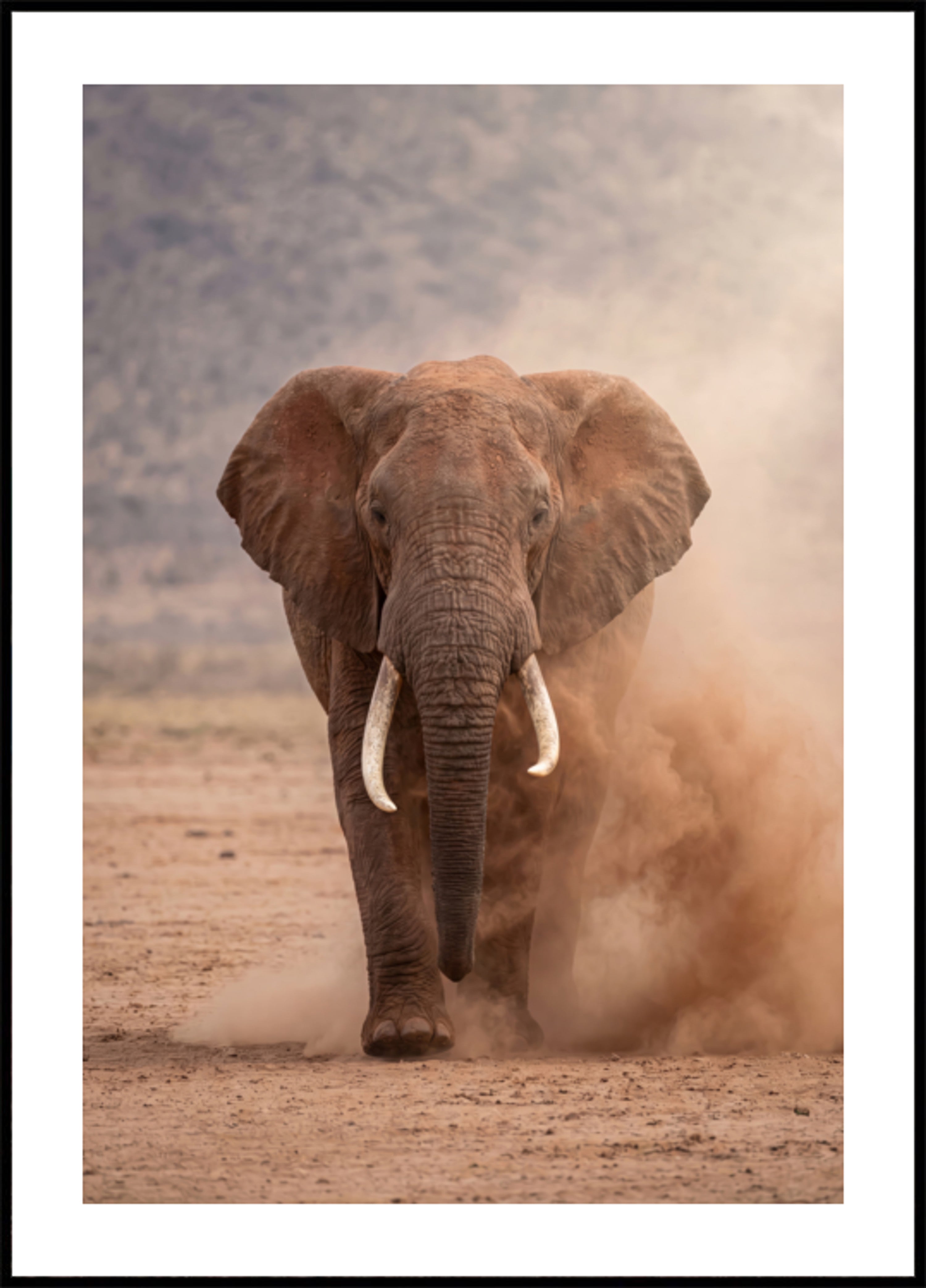Potente elefante polveroso