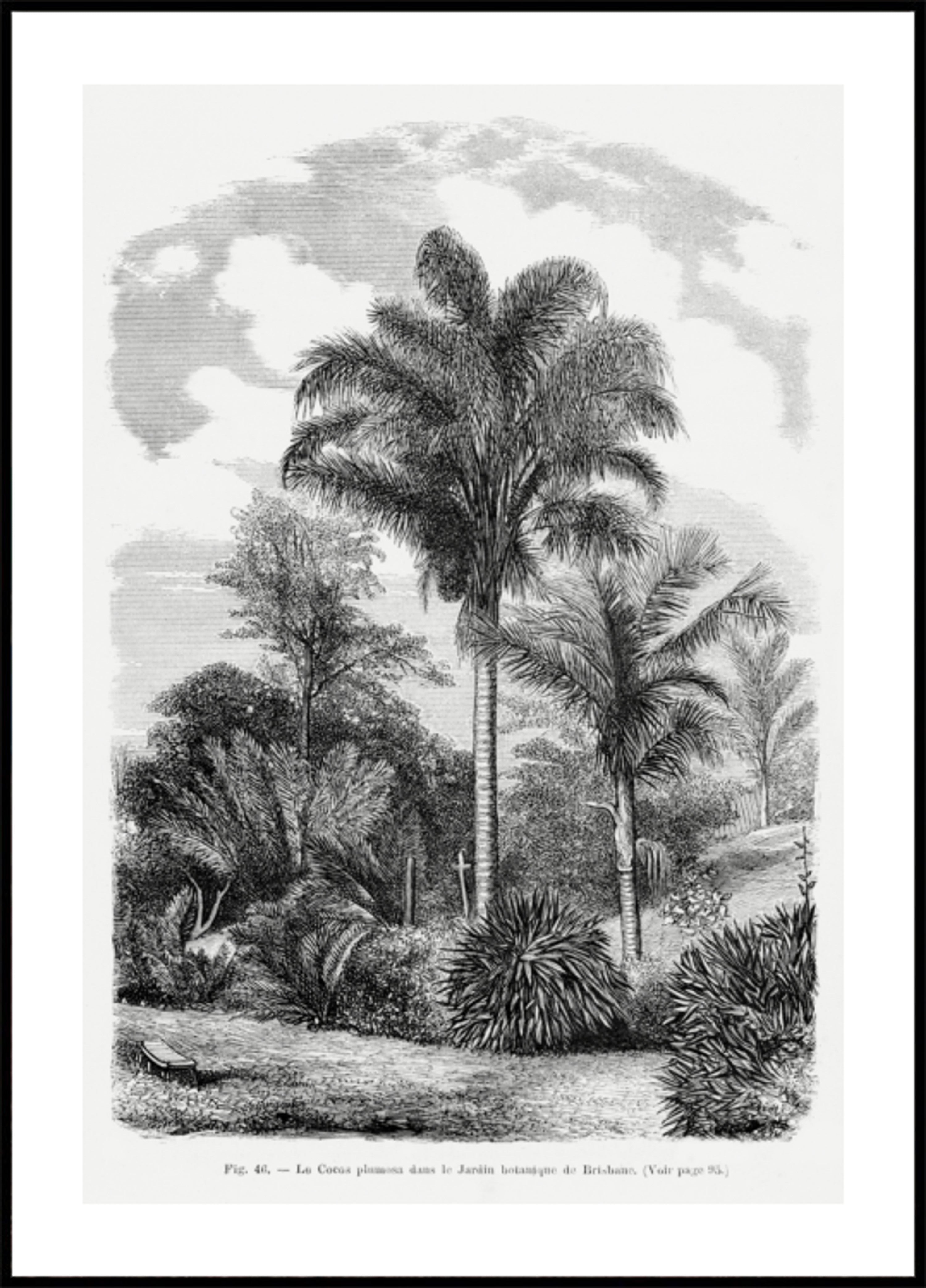 Disegno di una palma vintage Vi