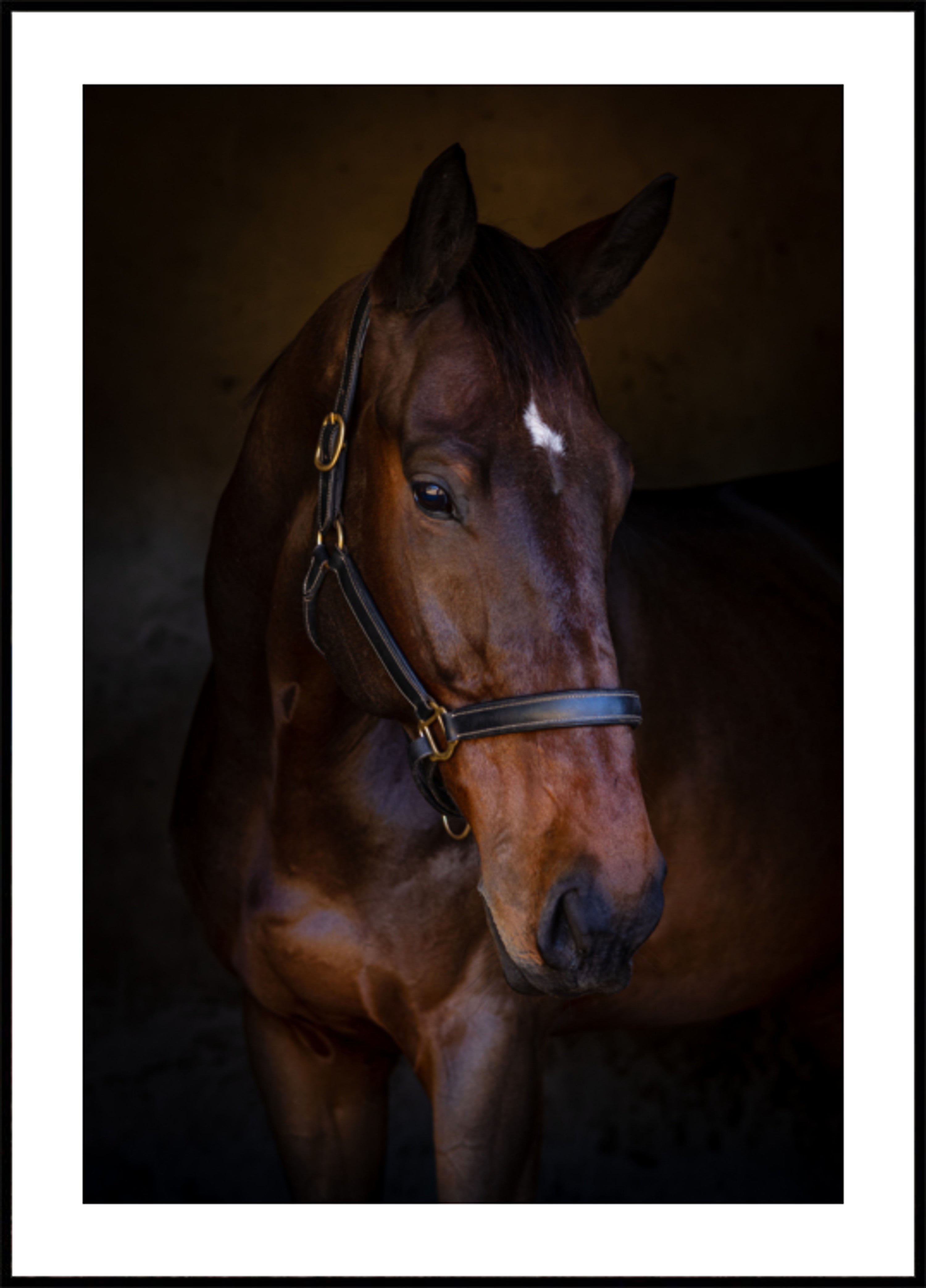 Ritratto di cavallo maestoso