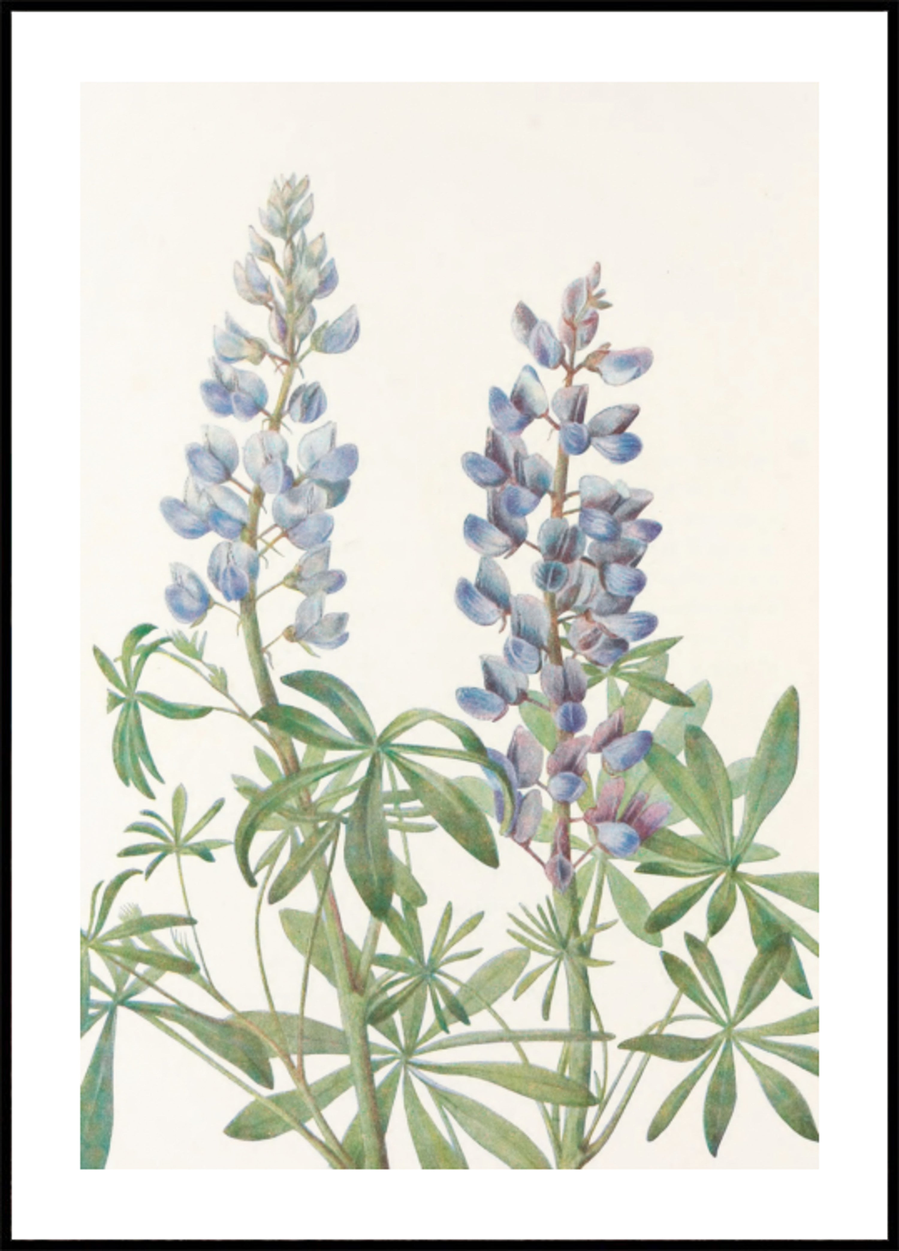 Meridiana Lupin dai fiori di campo nordamericani (1925) di Mary Vaux Walcott