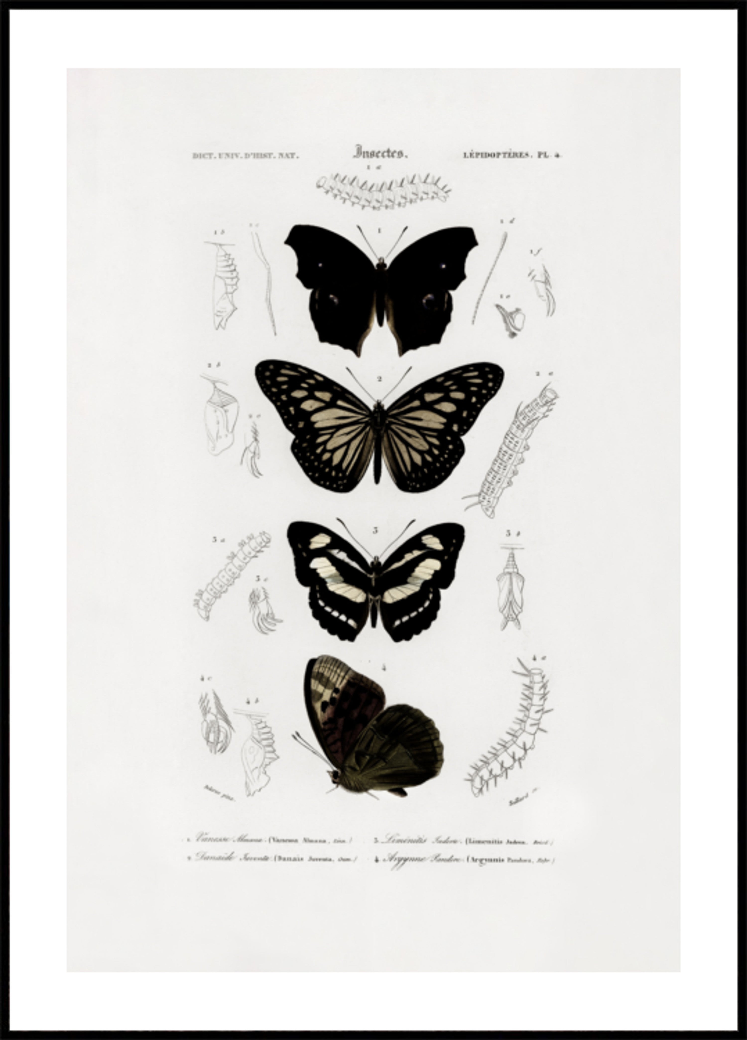 Collezione di farfalle 01