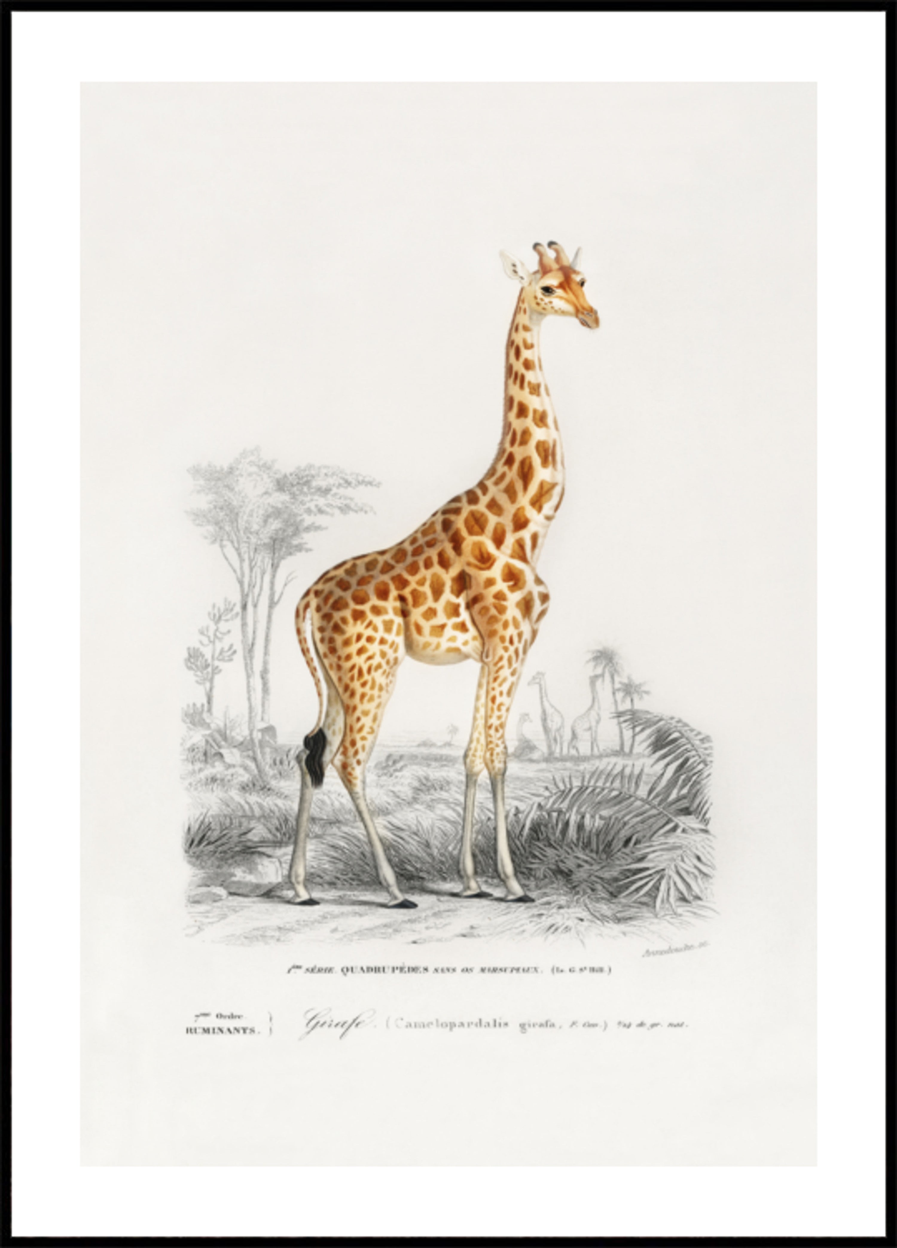 Giraffa