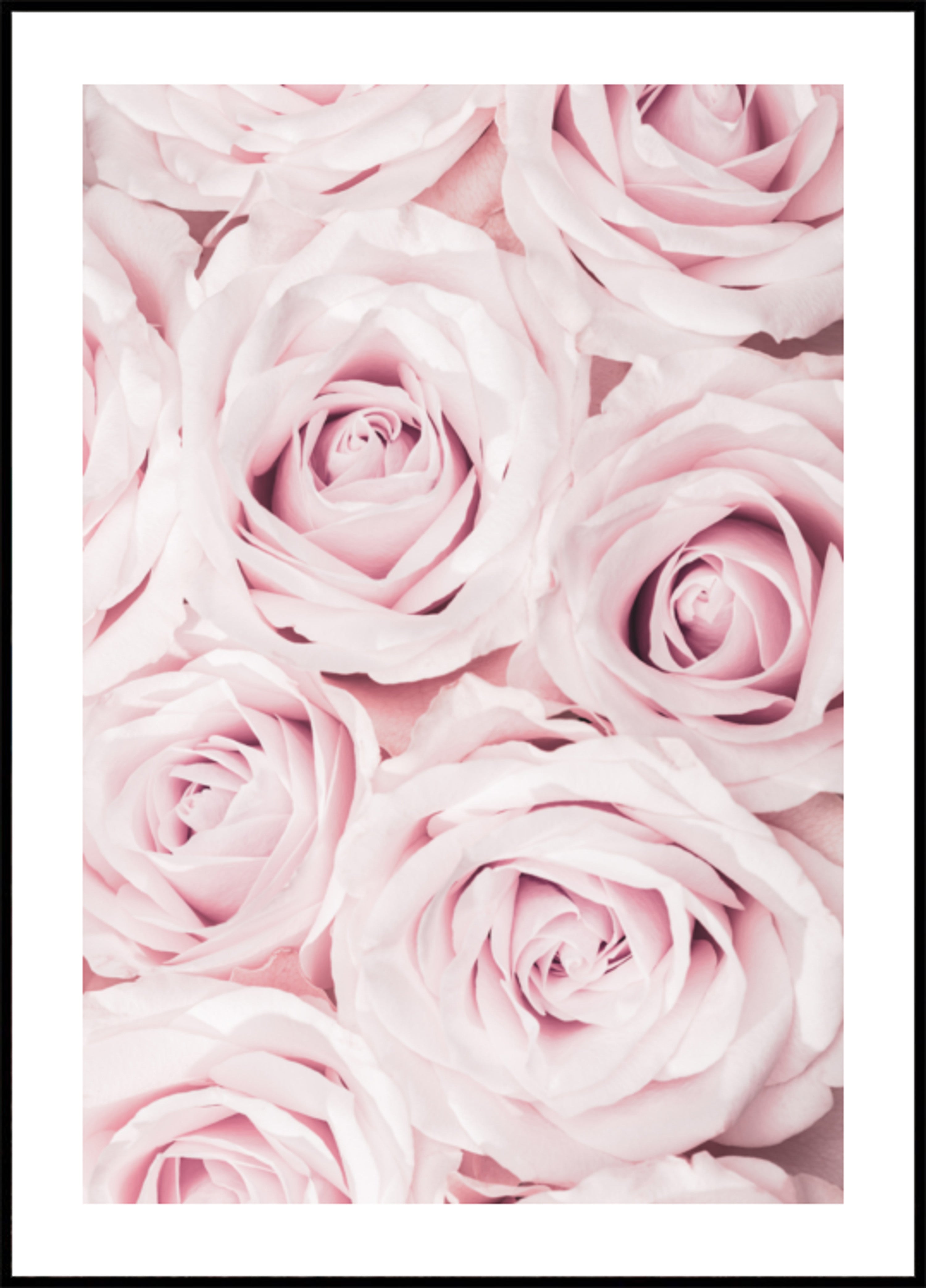 Rose rosa tenui