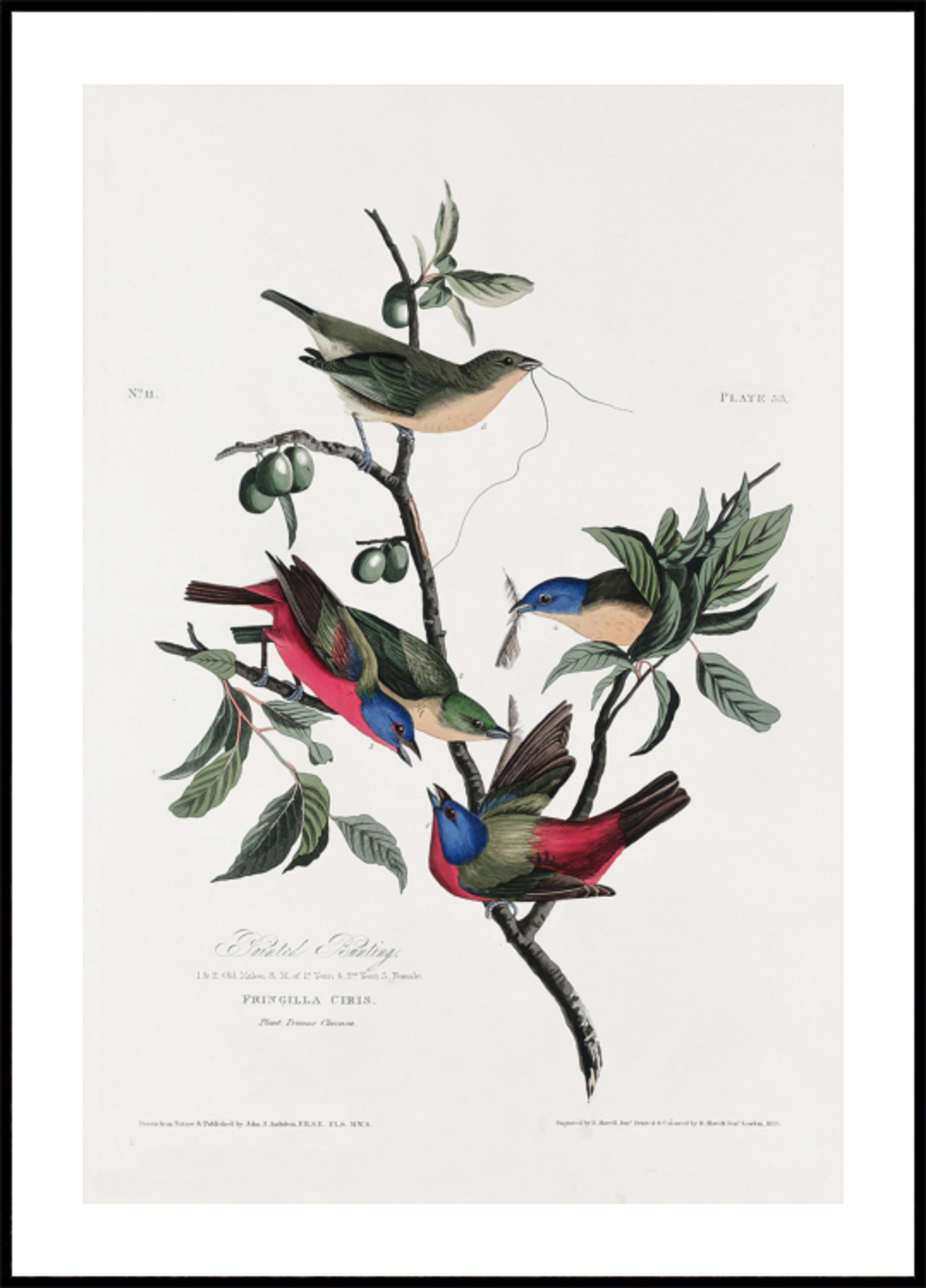 Fringuello dipinto da Birds of America (1827)