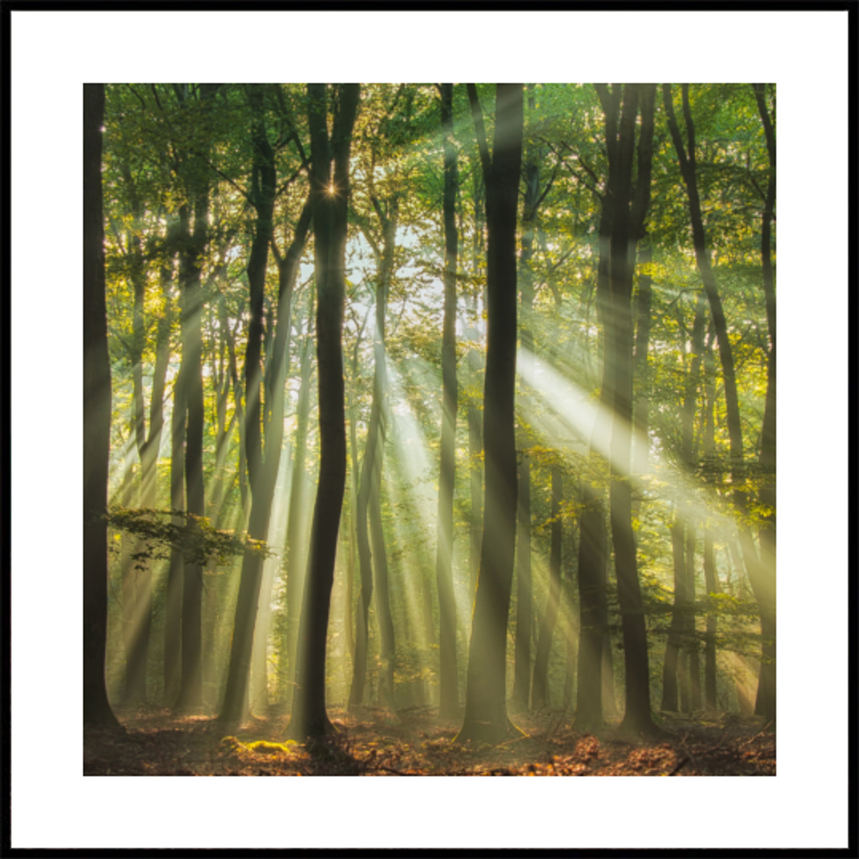 Foresta soleggiata di mattina nebbiosa