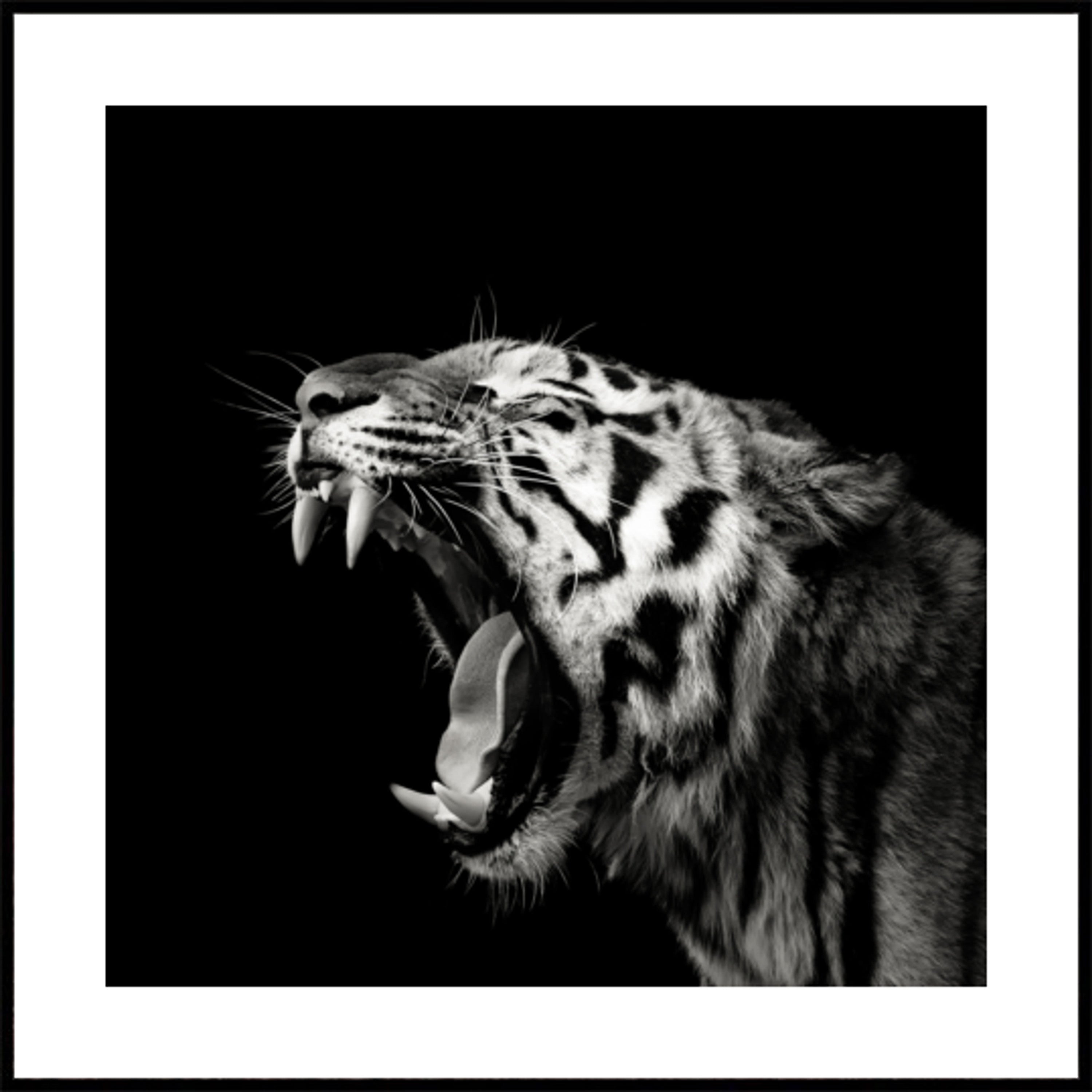 Ritratto di tigre ruggente