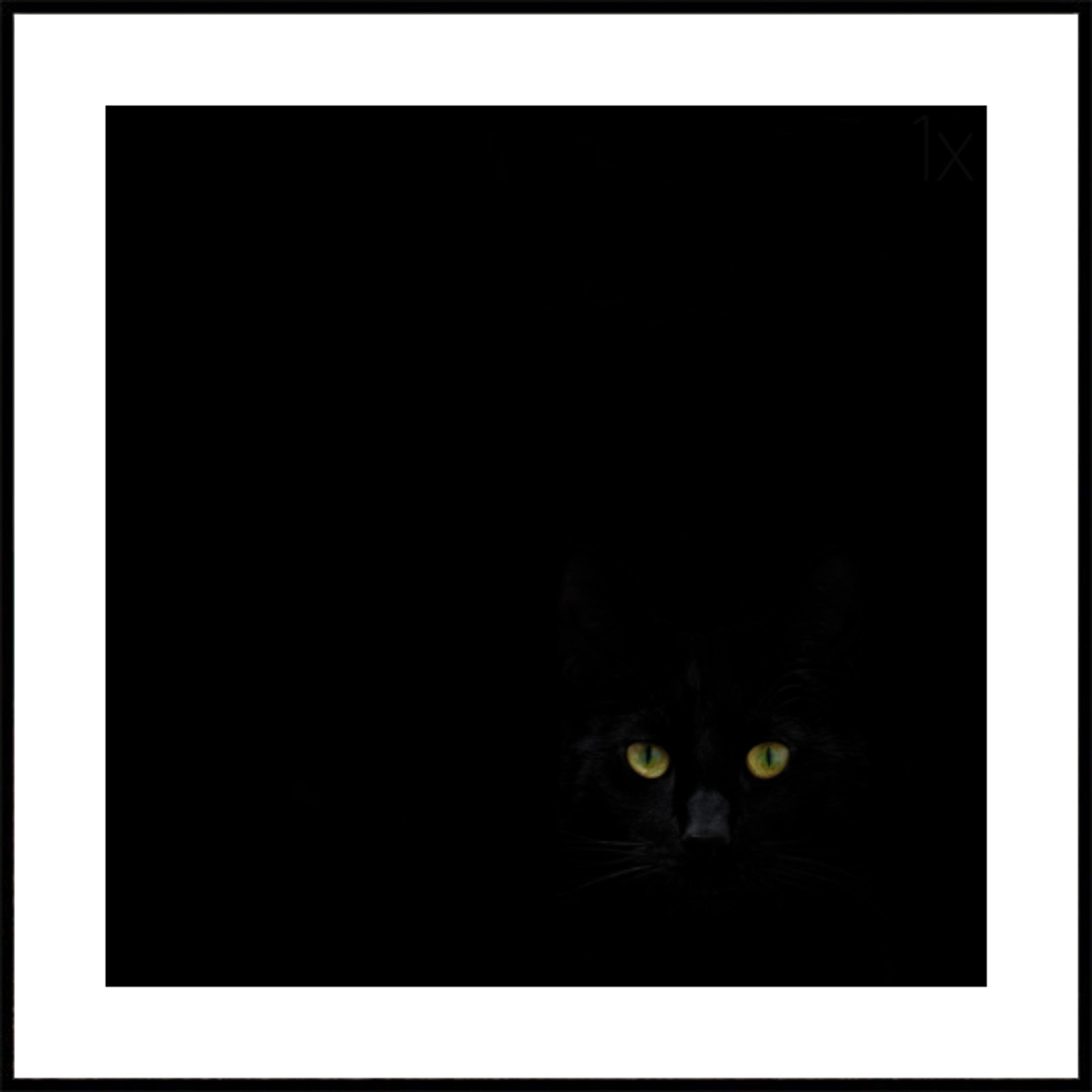 Lo sguardo del gatto nero