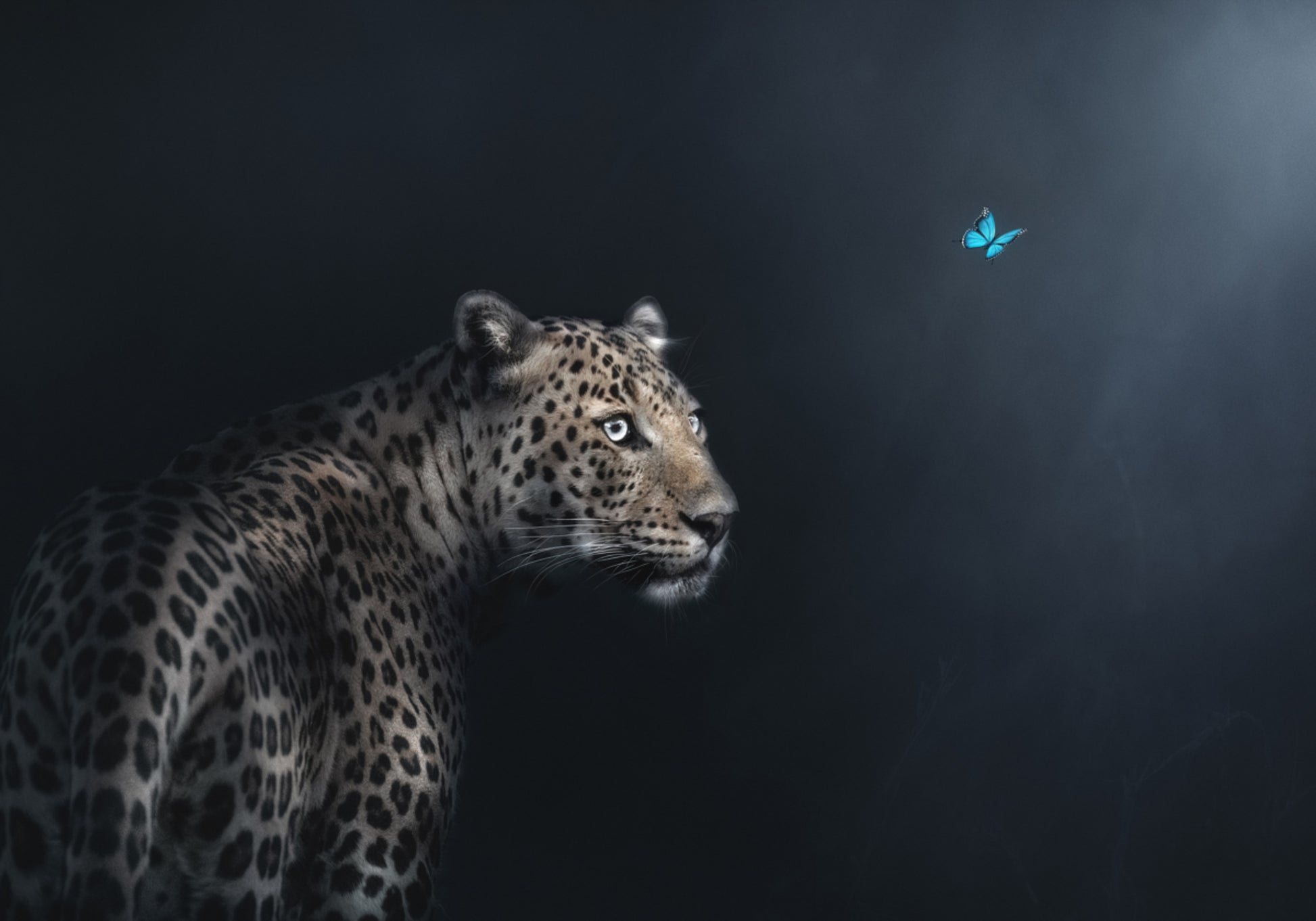 Garza di farfalla leopardata