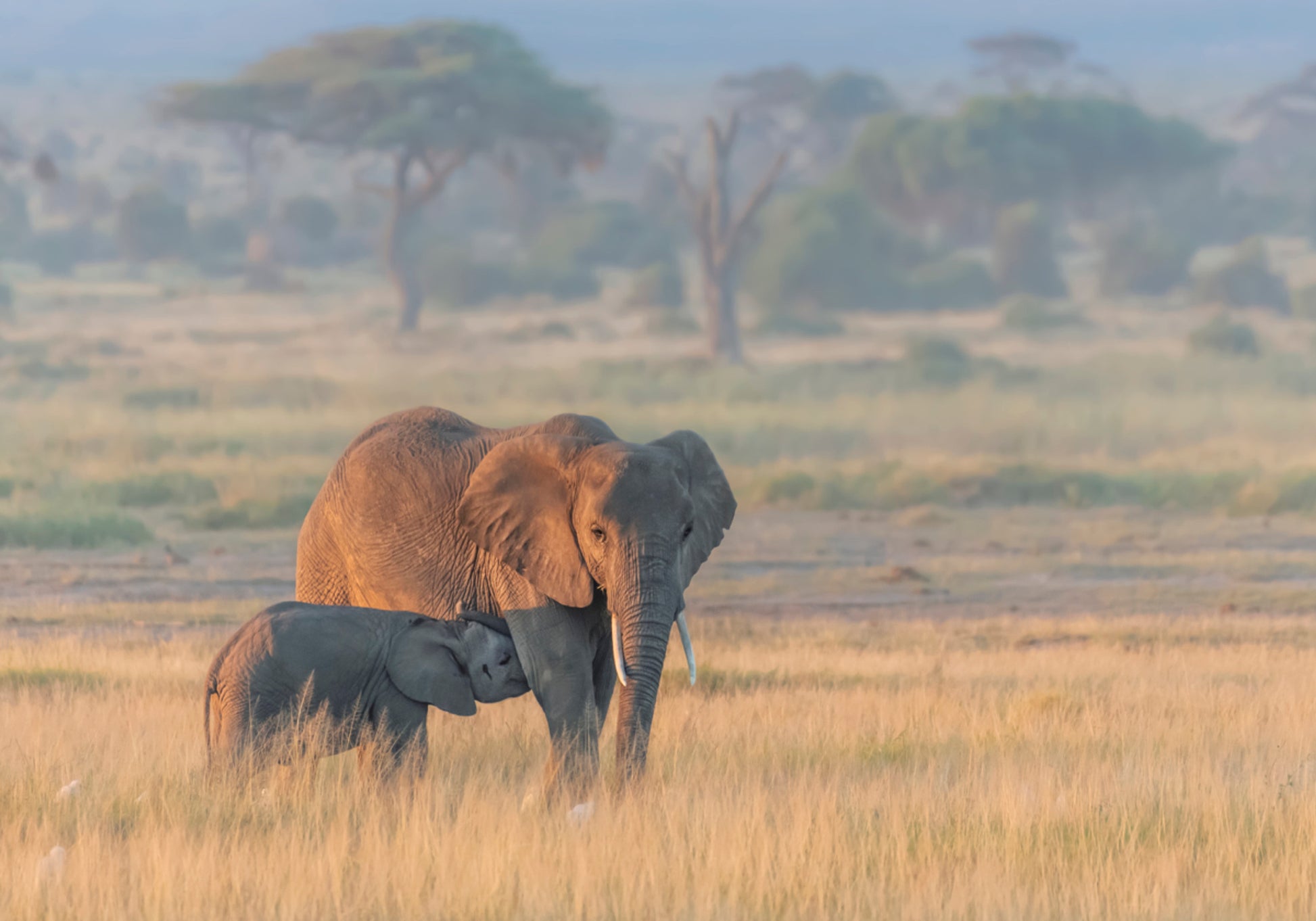 Vitello della madre dell'elefante africano