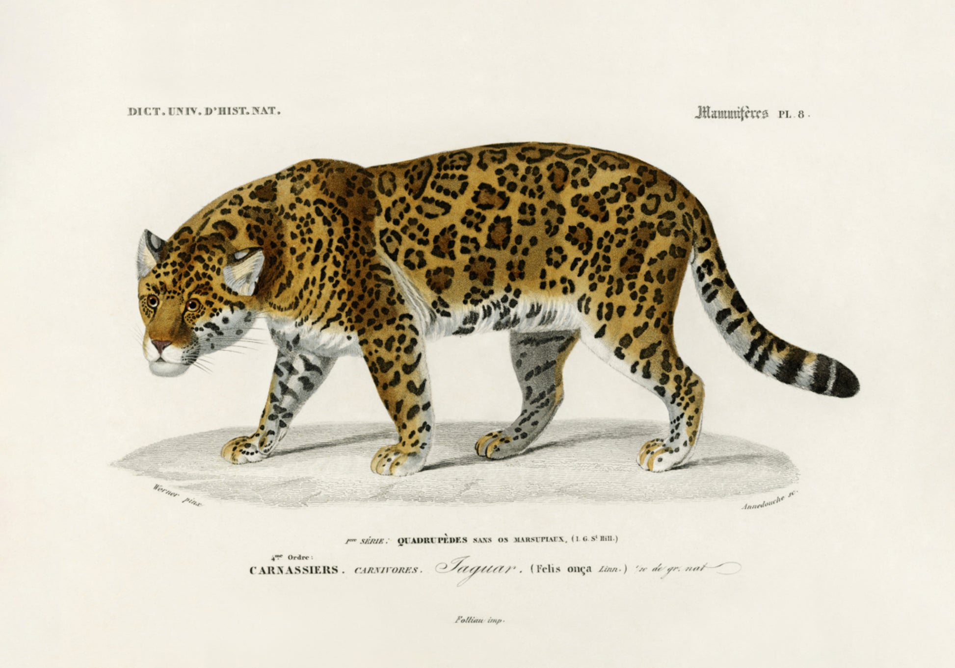 Giaguaro (Panthera Onca)