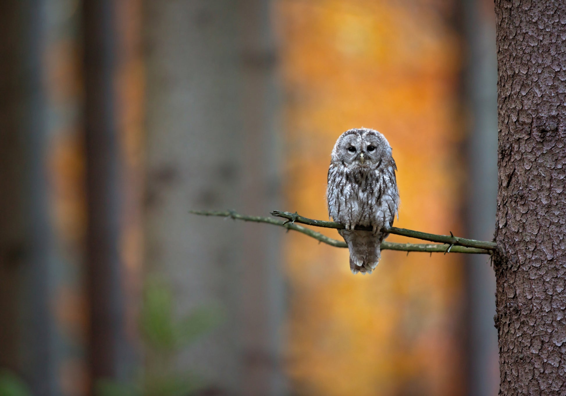 Lo sguardo del gufo autunnale