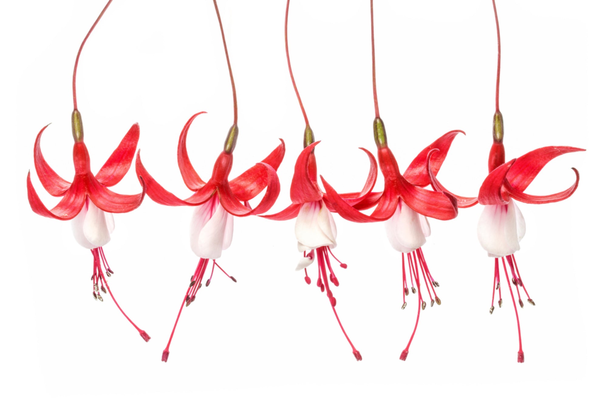 Fucsia