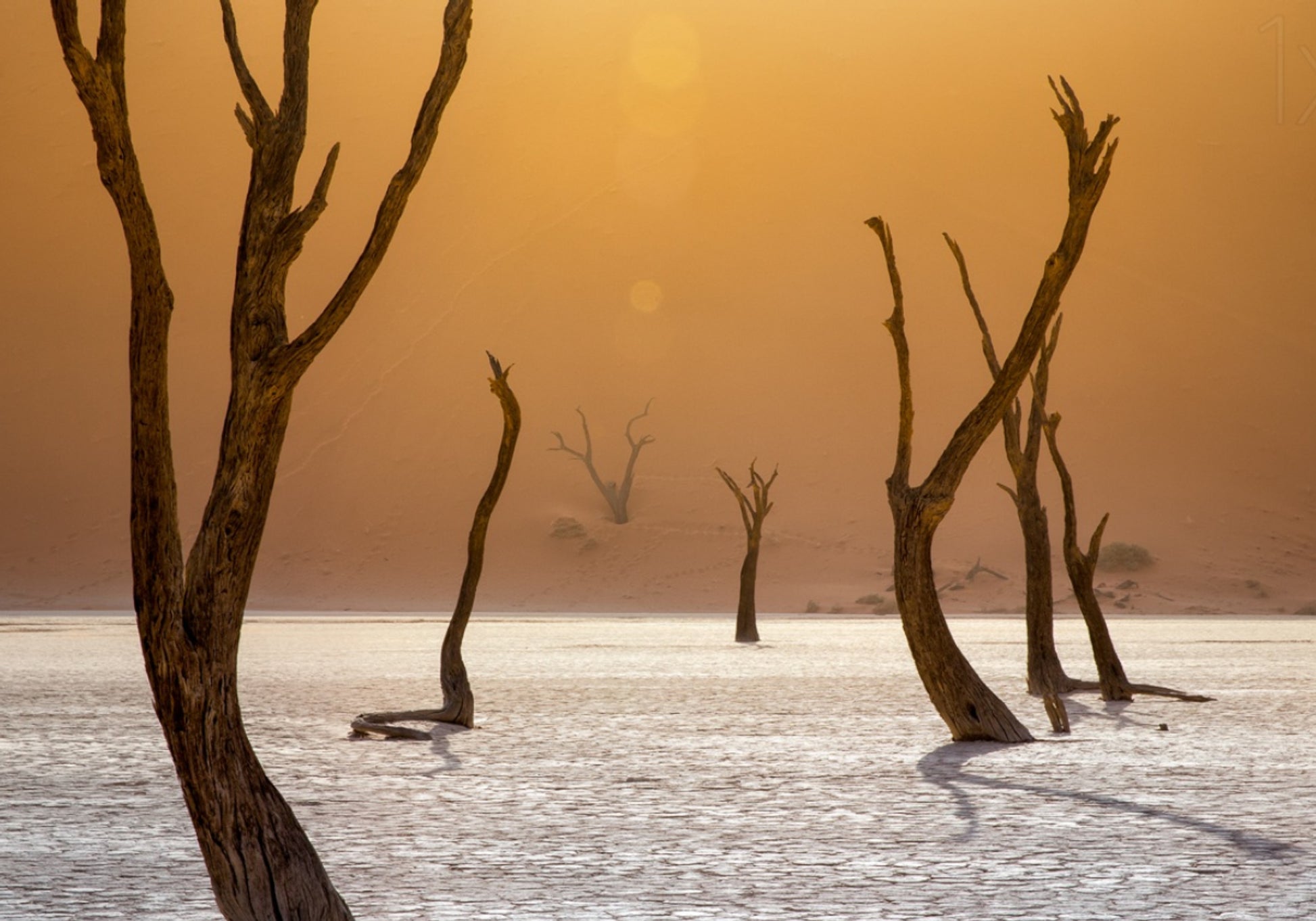 Alberi del deserto arancione