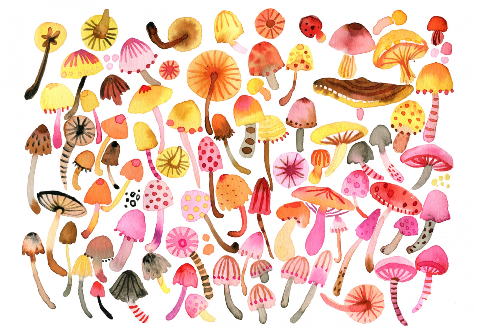 Collezione di funghi stravaganti