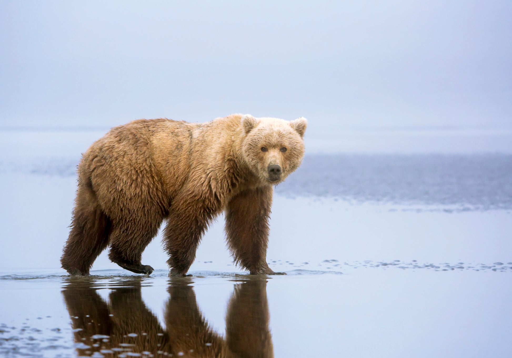 Riflessione dell'orso bruno