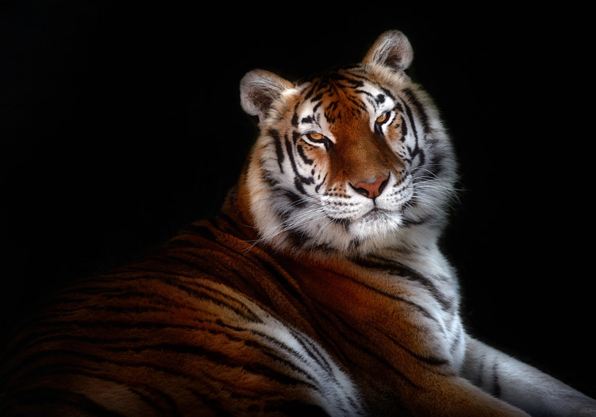Sguardo maestoso della tigre