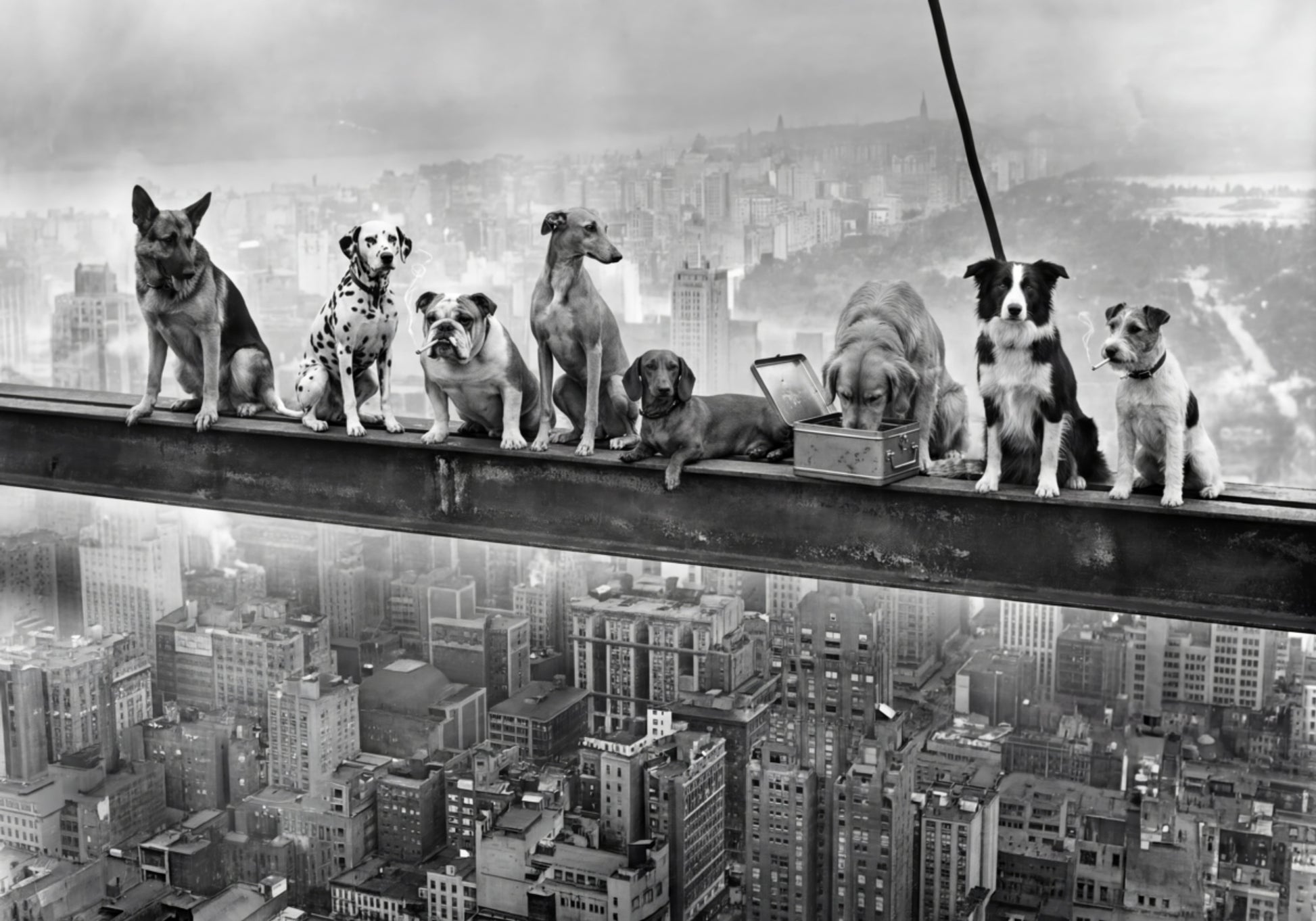 Cani coraggiosi della città