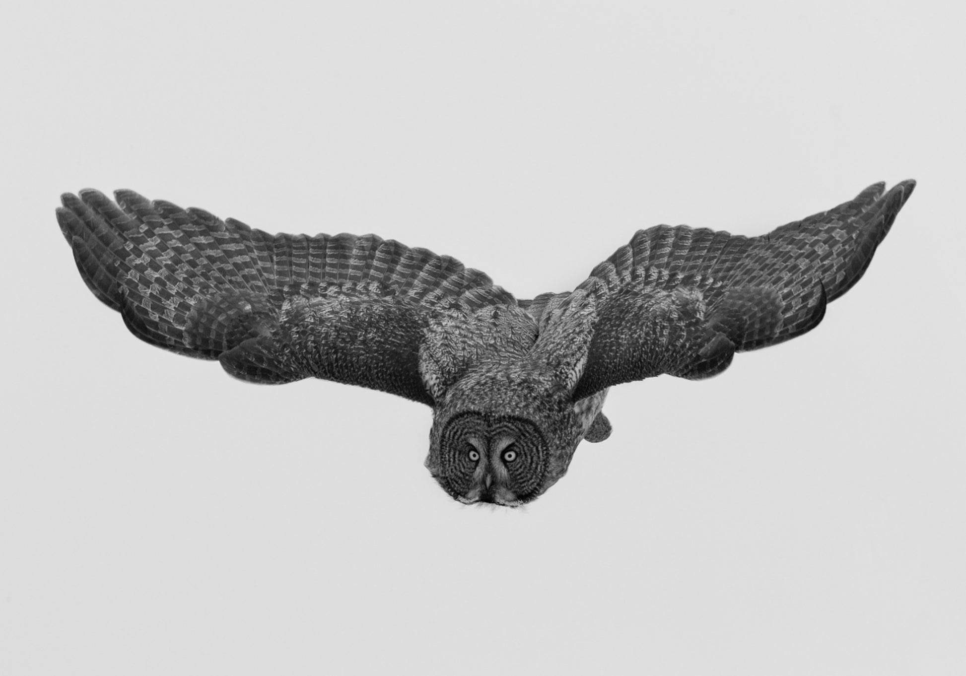 Gufo maestoso in volo