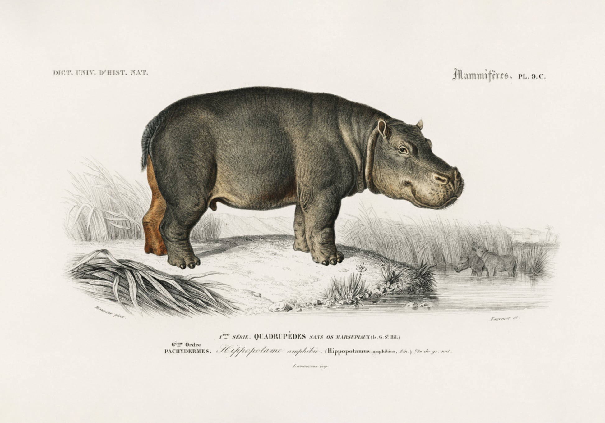 Ippopotamo