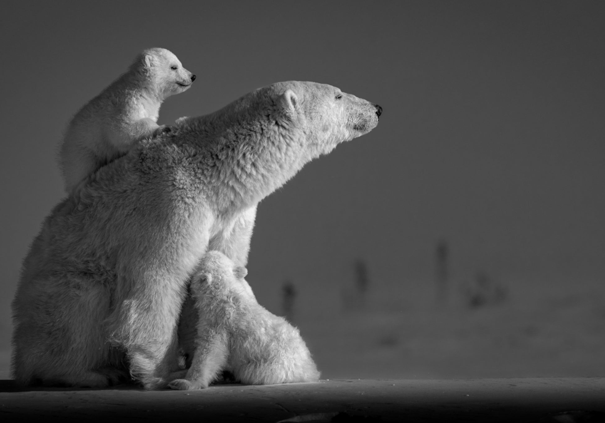 Madre e cuccioli artici