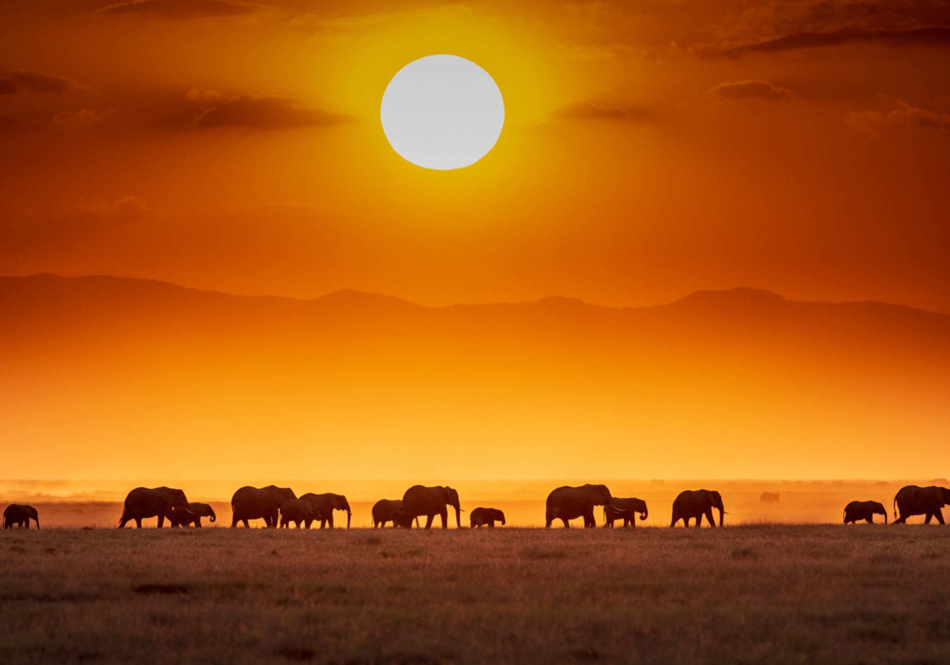 Elefanti africani al tramonto