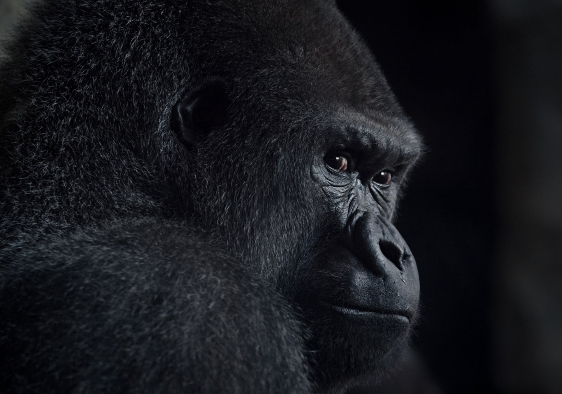 Profilo pensieroso della gorilla
