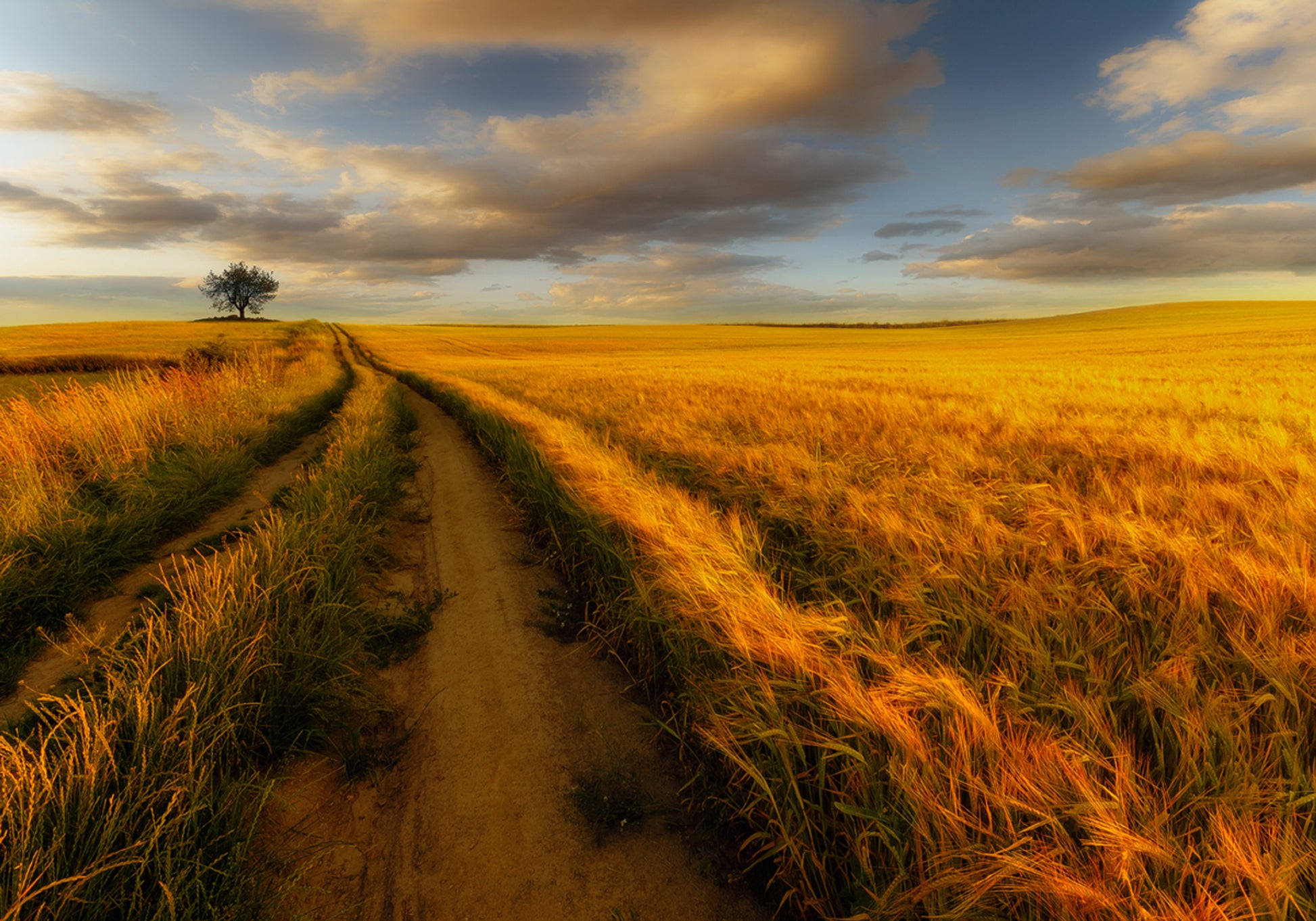 Sentiero del campo di grano dorato